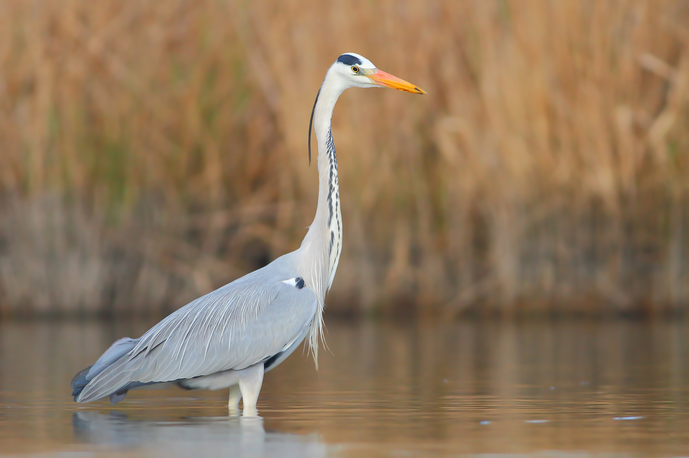 Grey Heron.