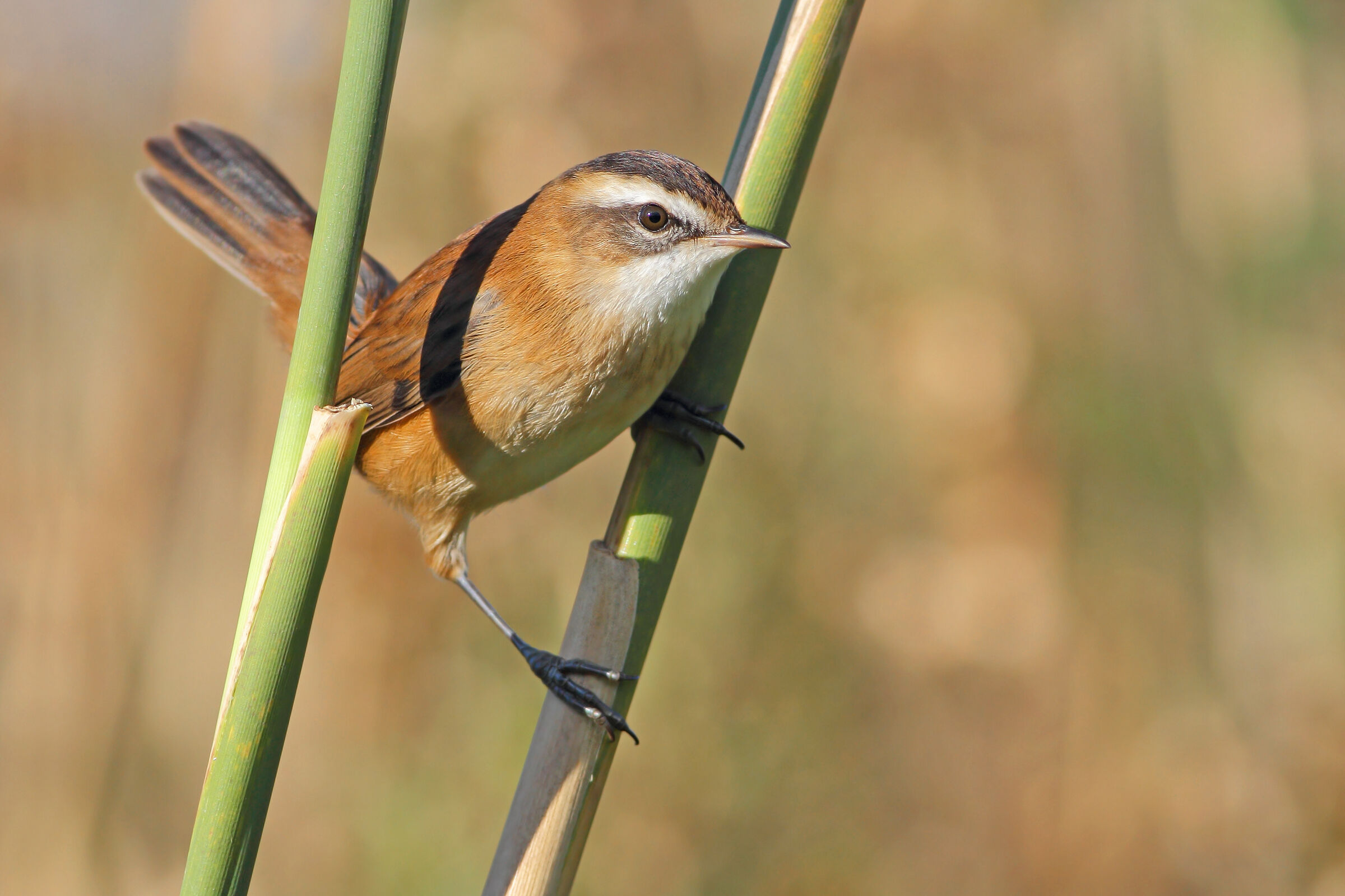 Chestnut warbler