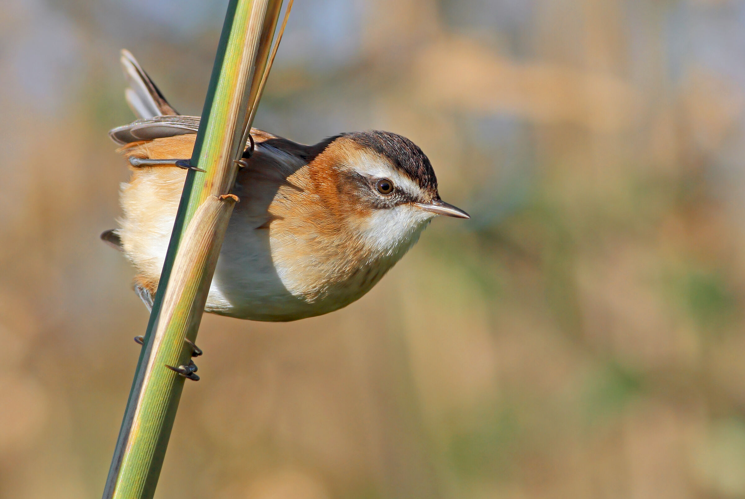 Chestnut warbler