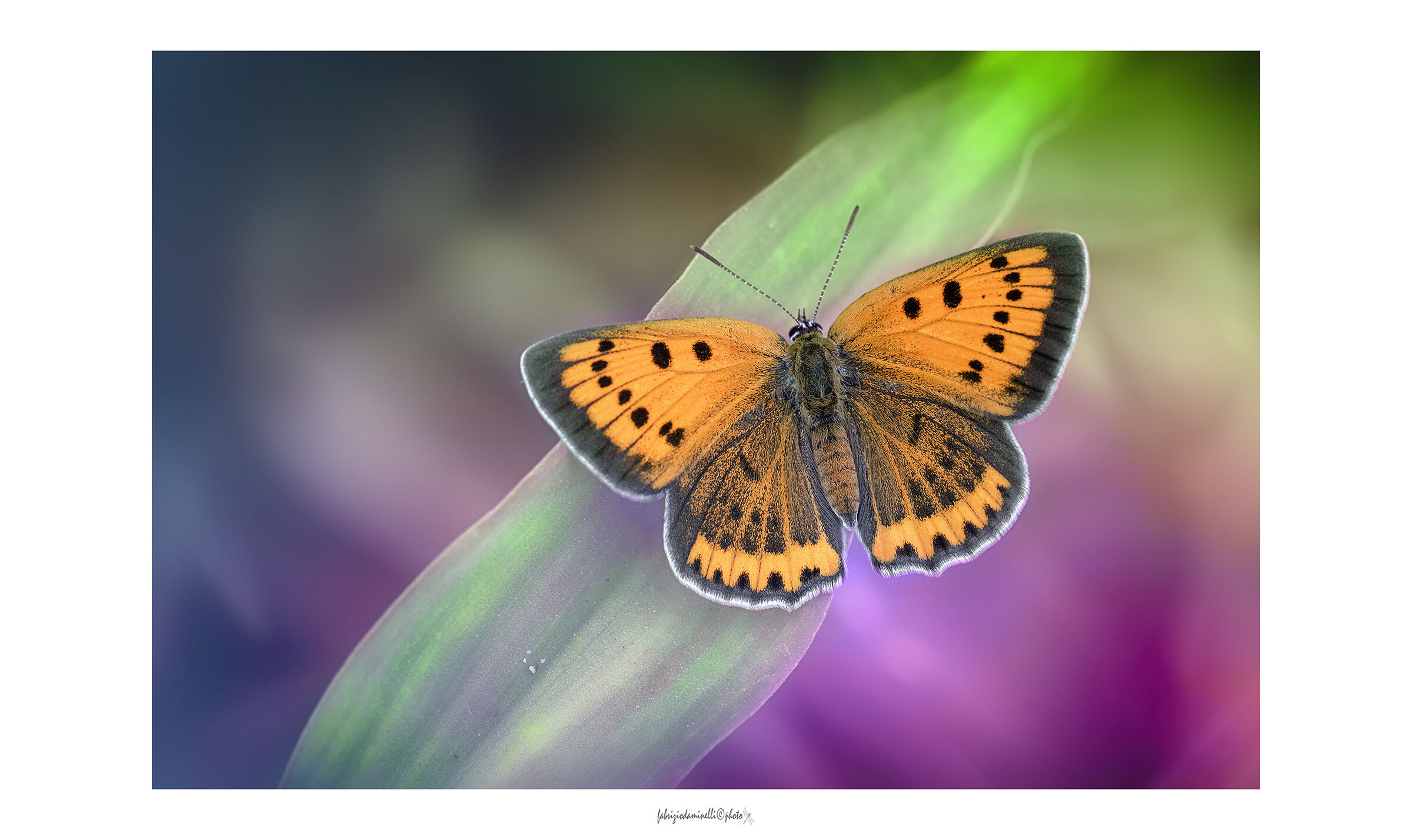 Lycaena dispar