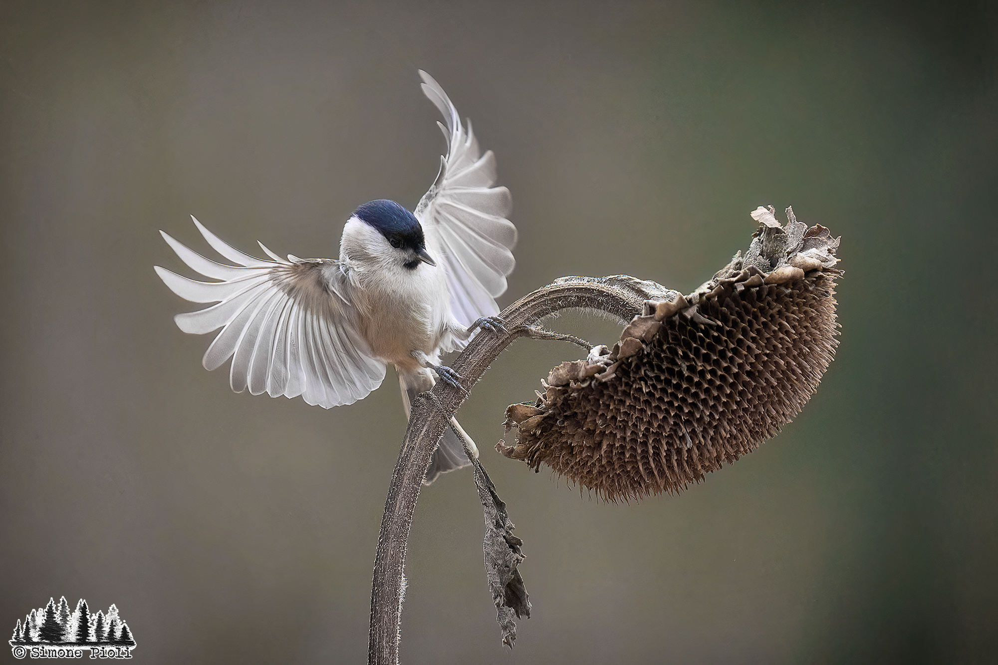 Landing