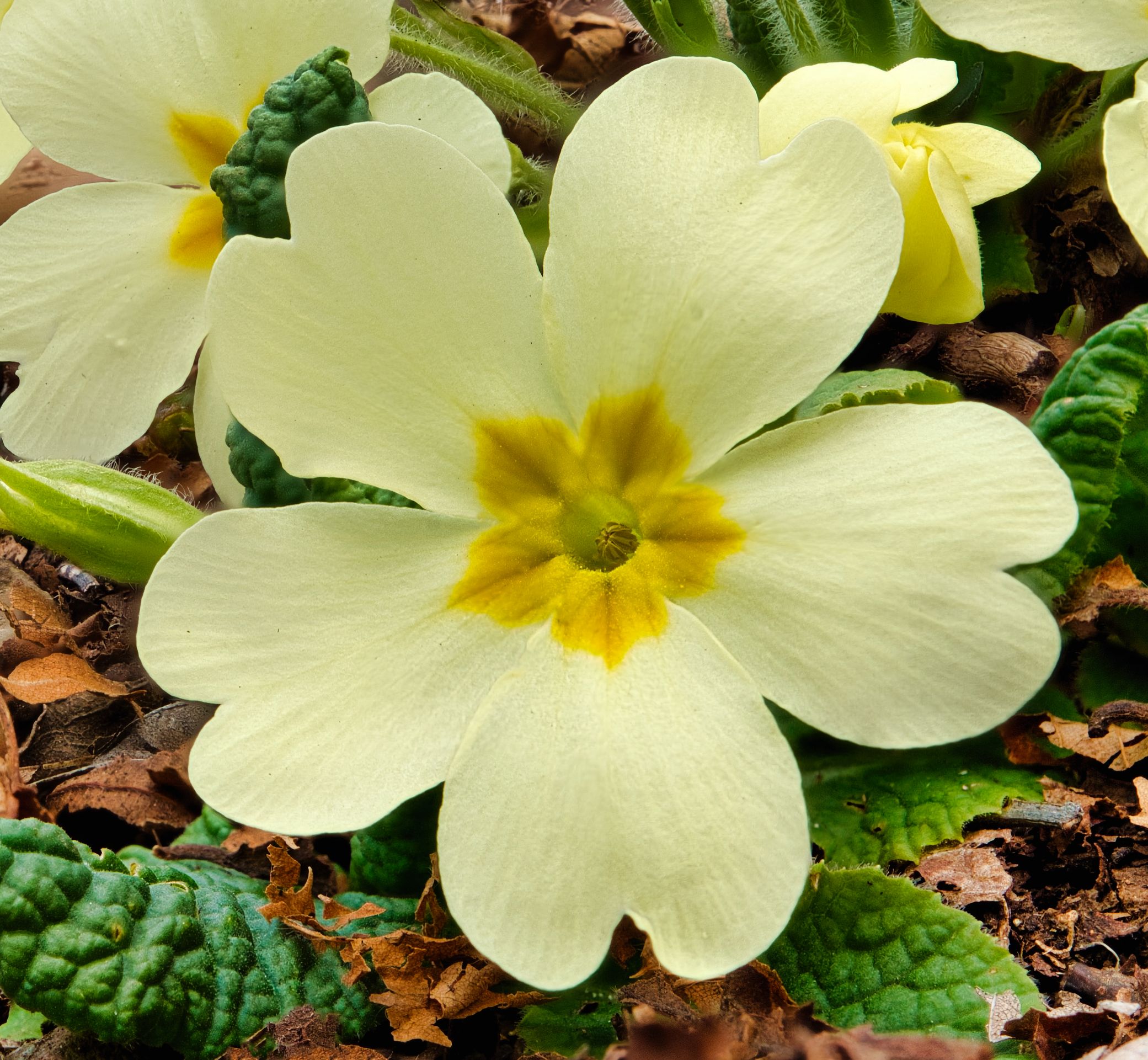 Primrose