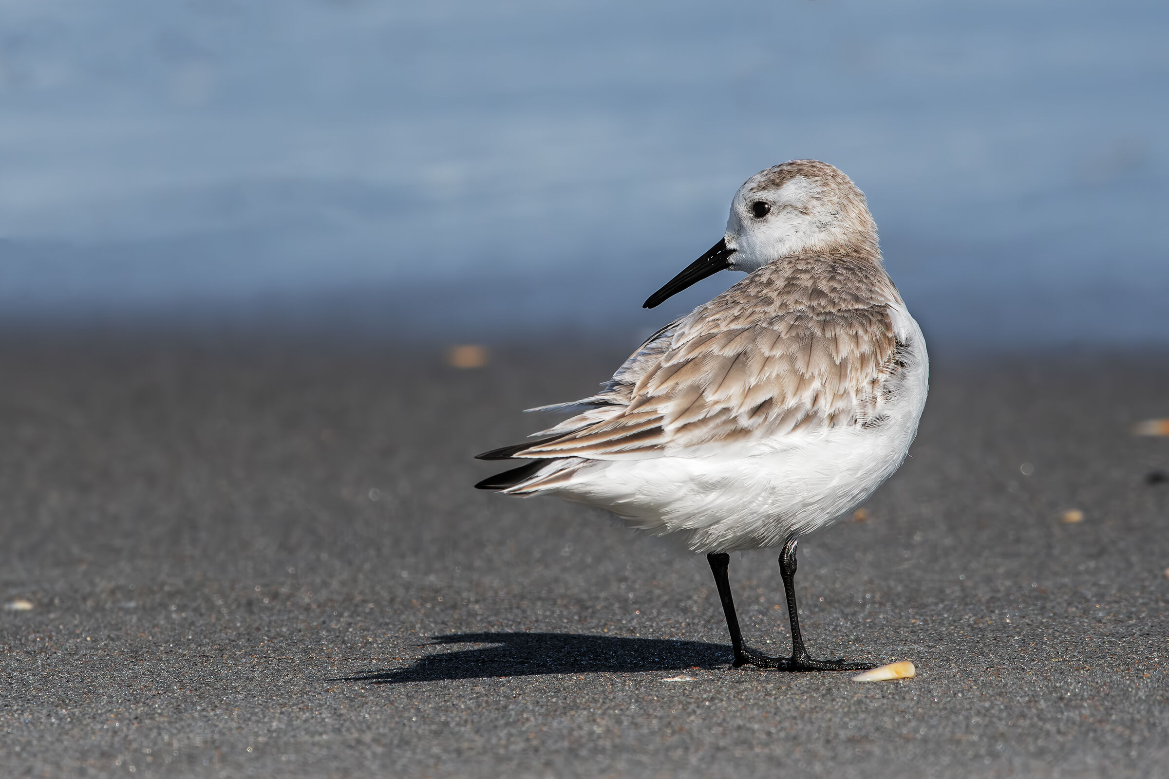 Three-toed sandpiper