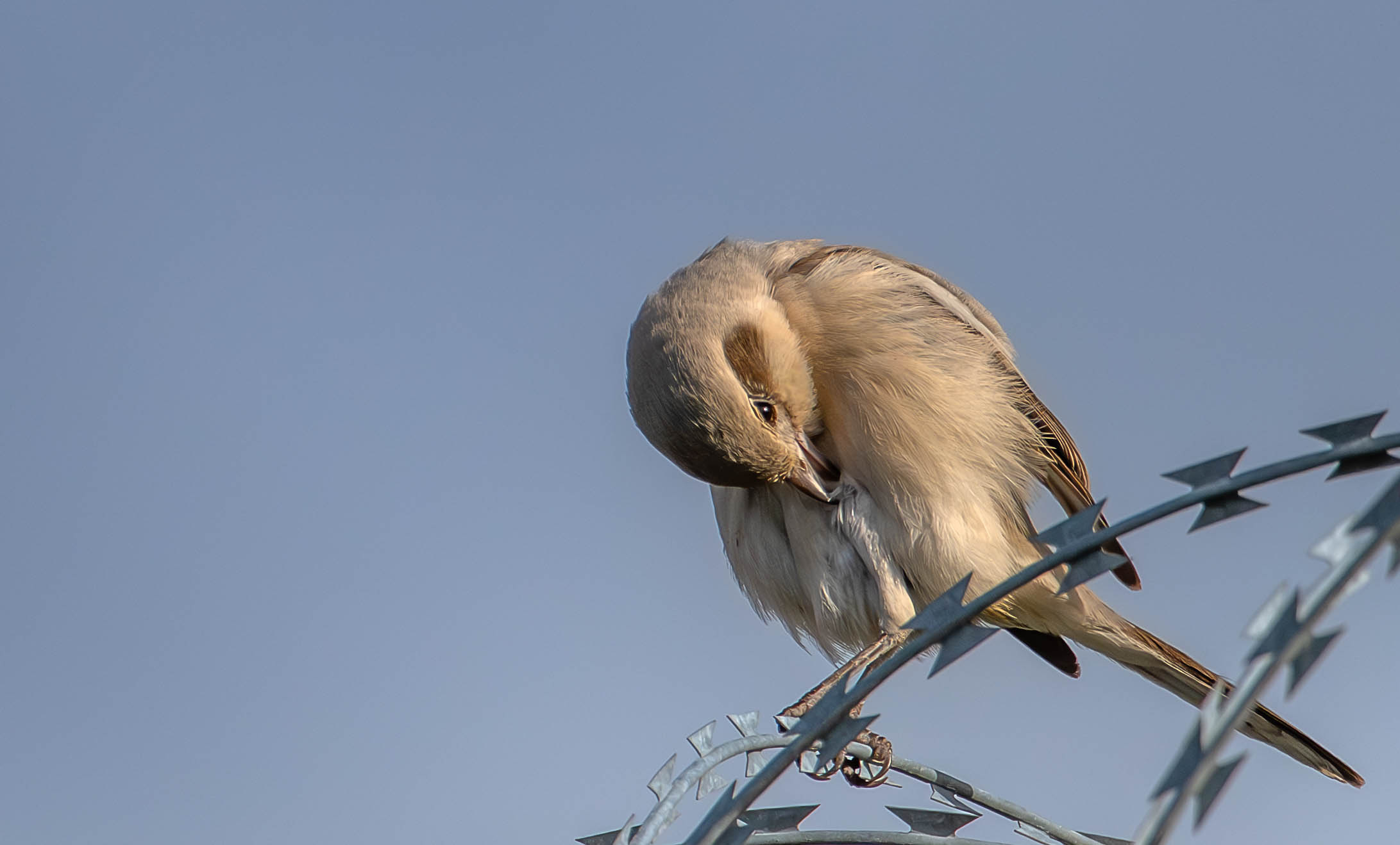 Pale-billed Shrike