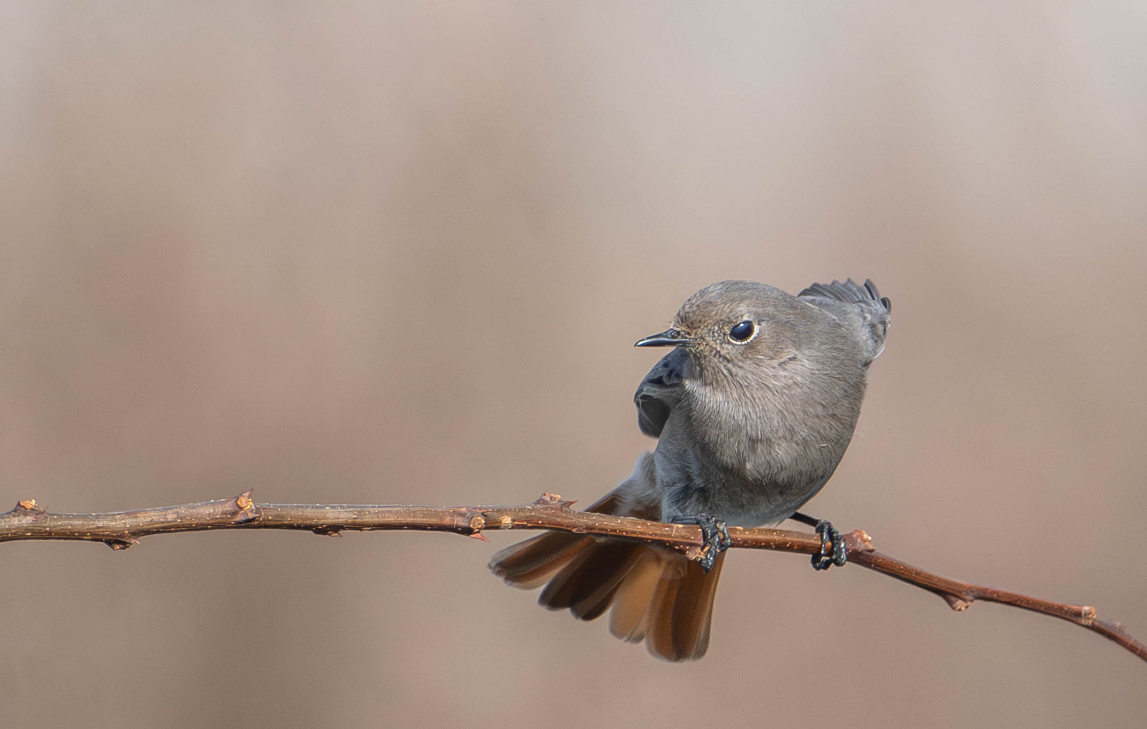 Female chimney sweep redstart