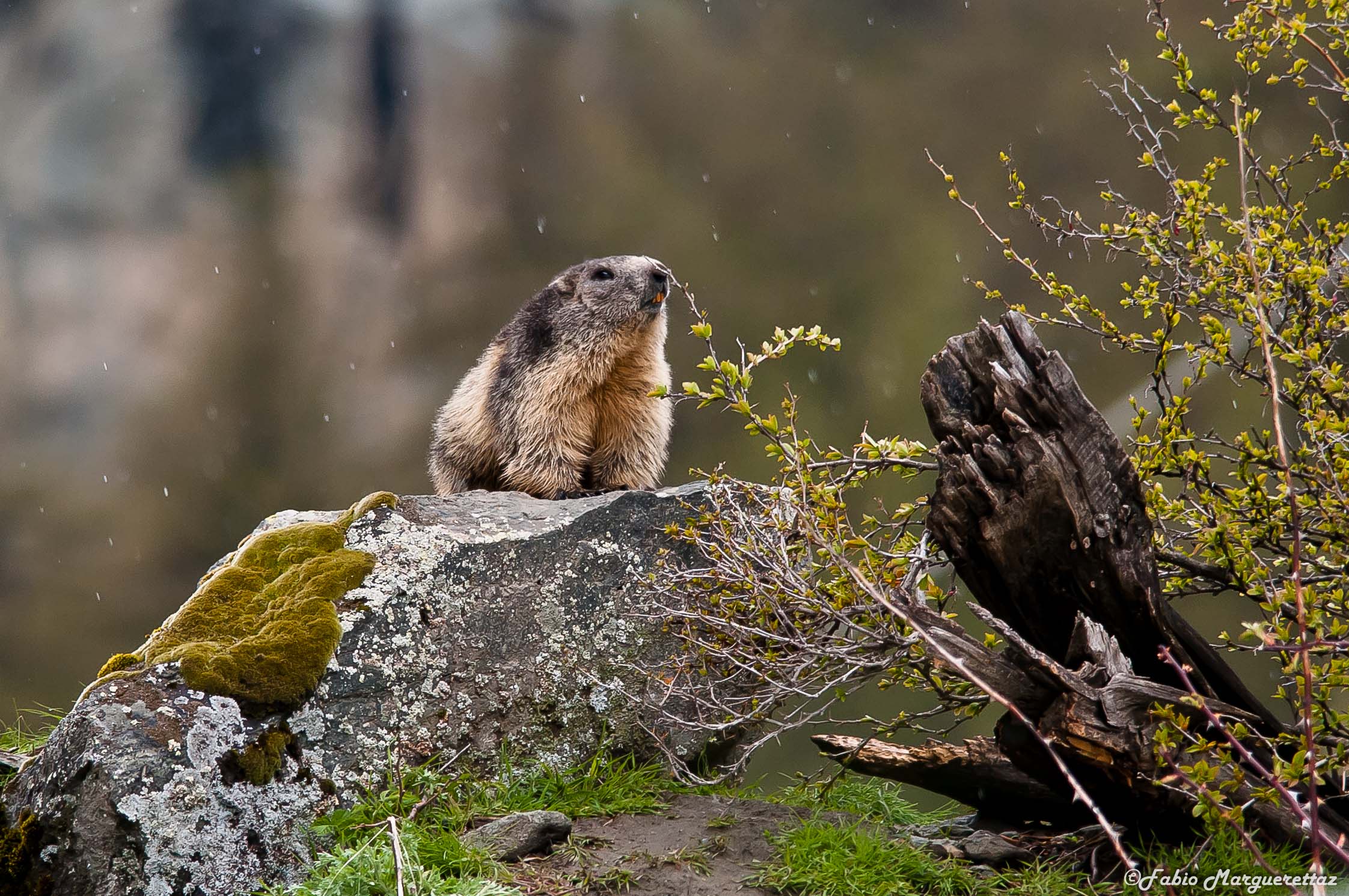 Marmotta