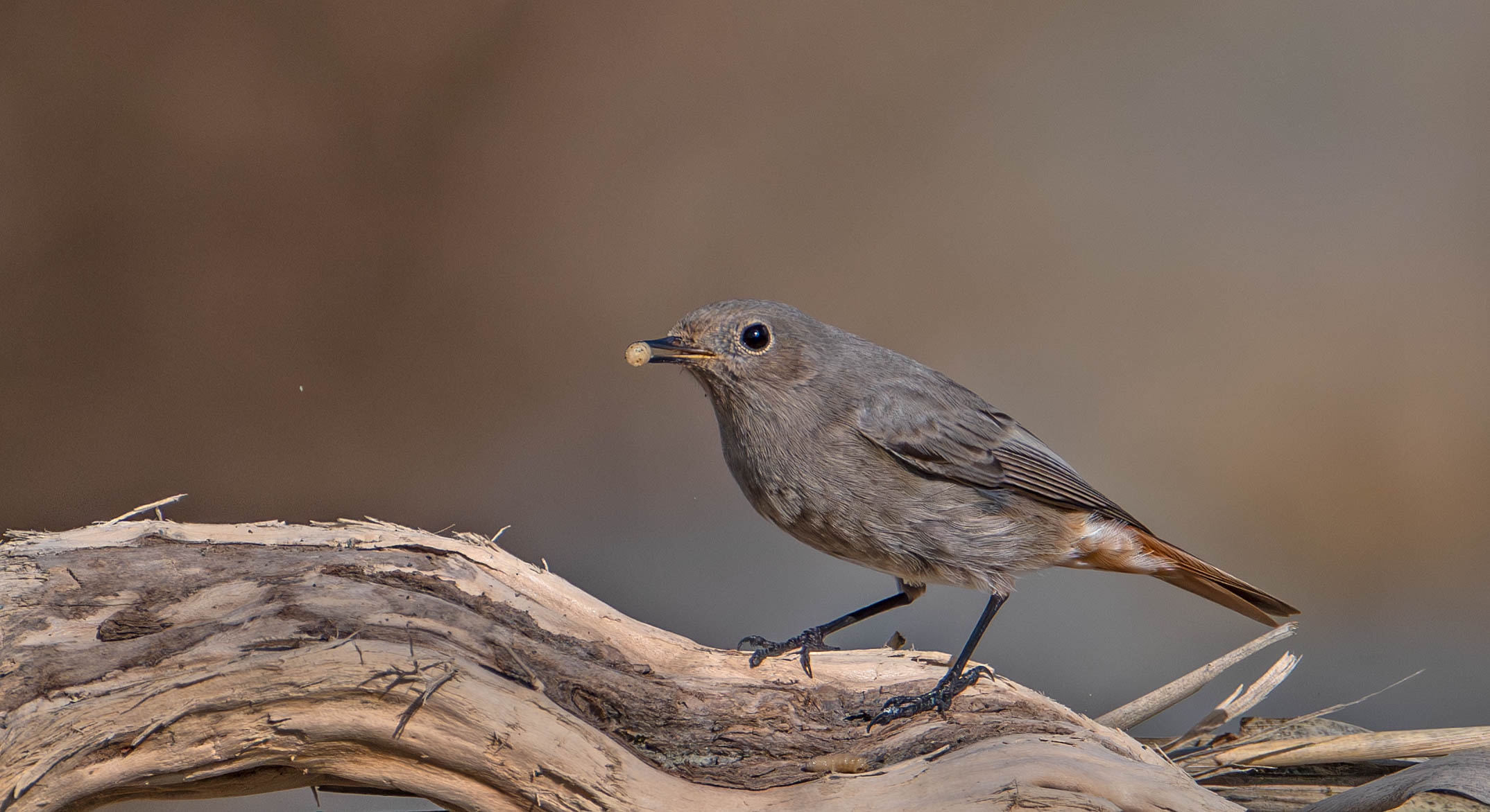 Chimney Sweep Redstart