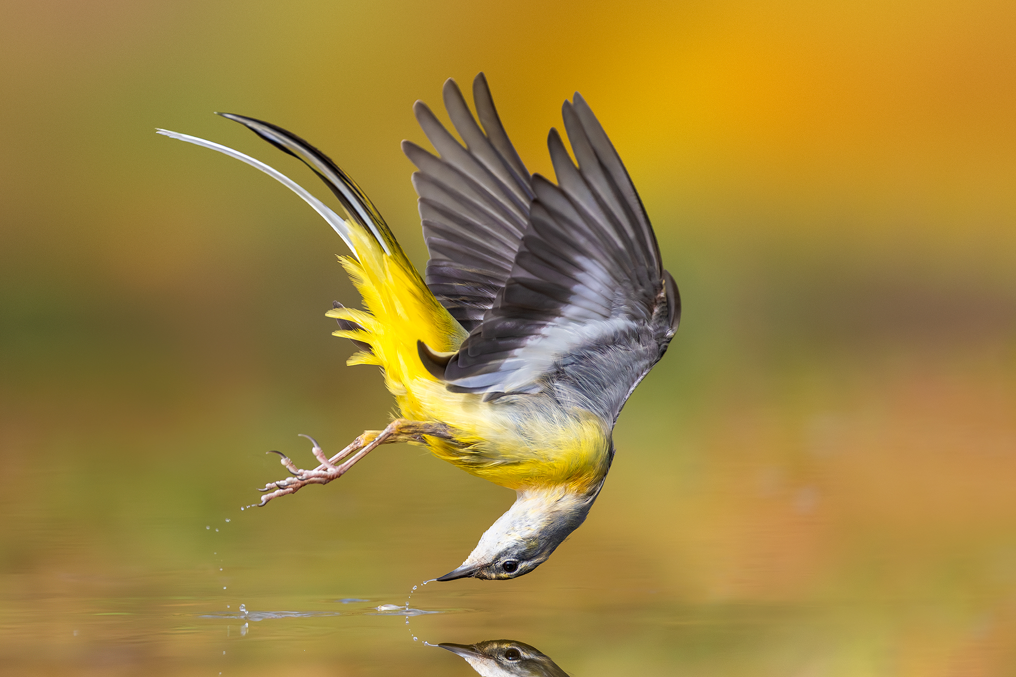 Yellow Ballet Wagtail