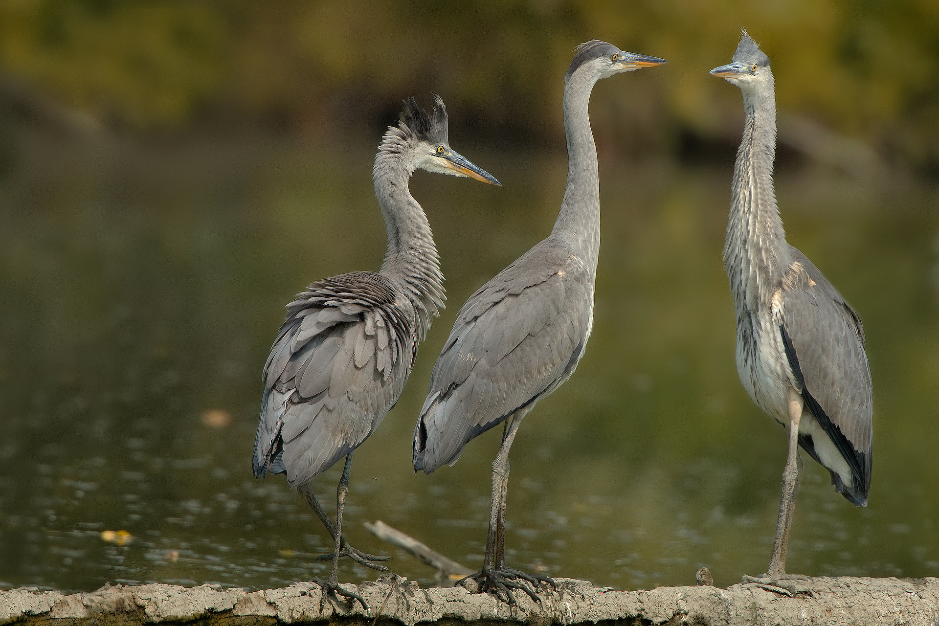 Lowers the crest .....!