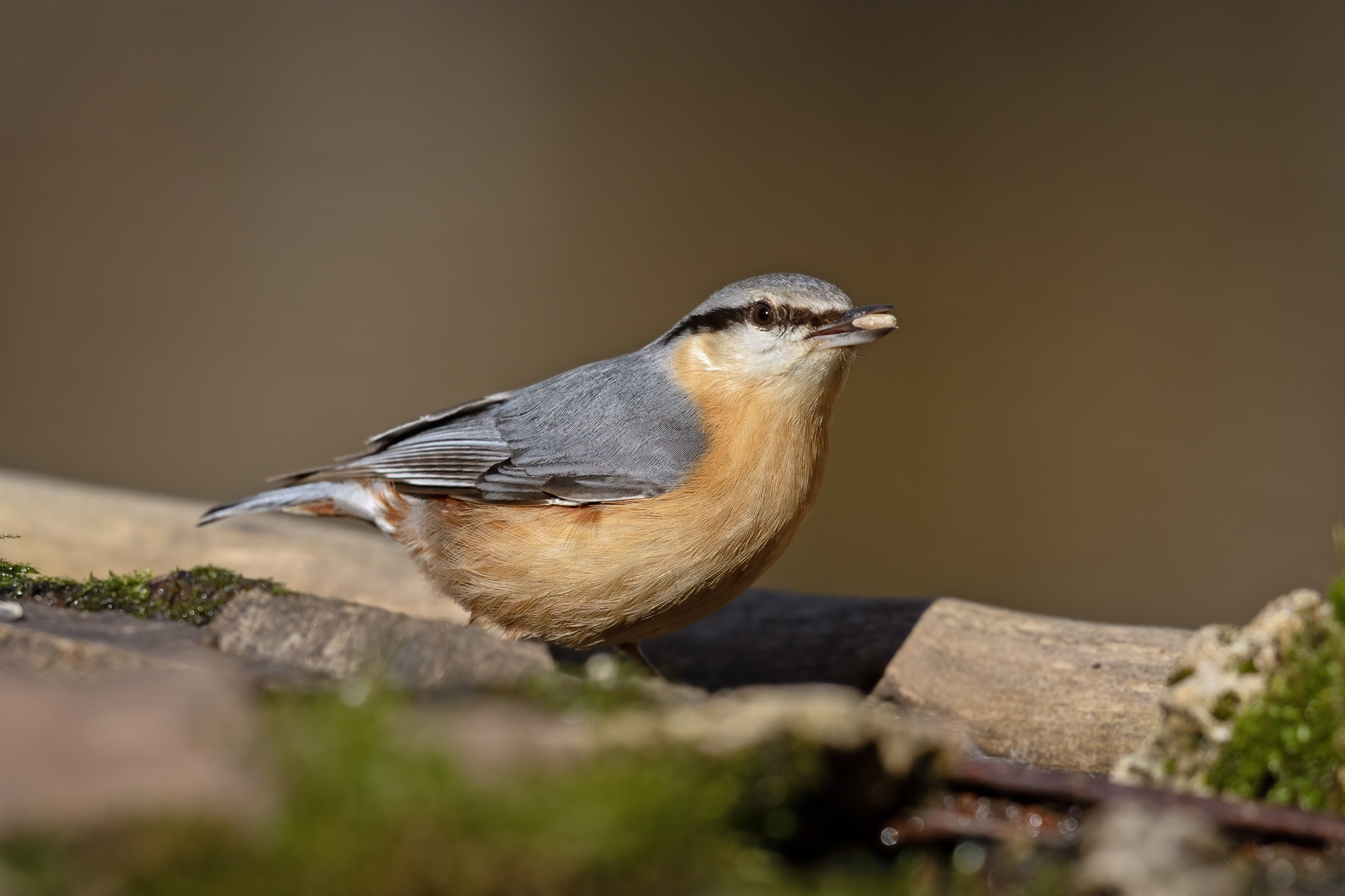 Nuthatch