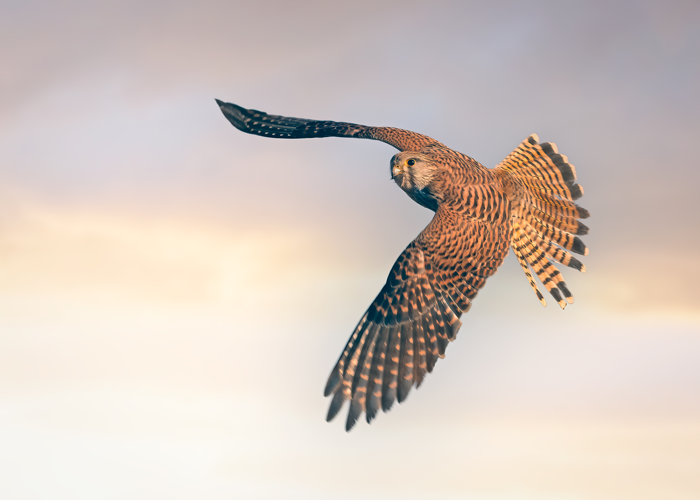Kestrel