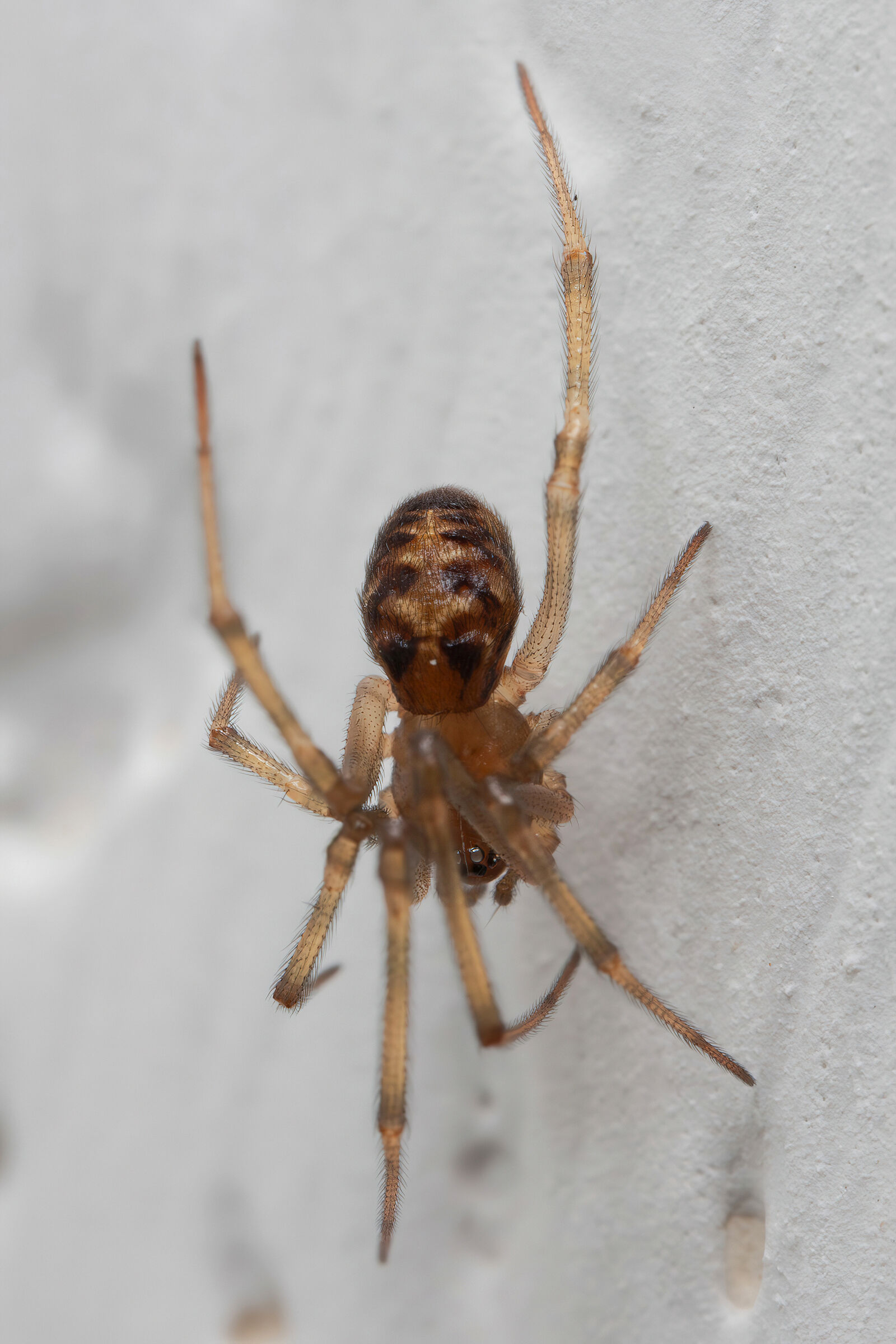Steatoda triangulosa