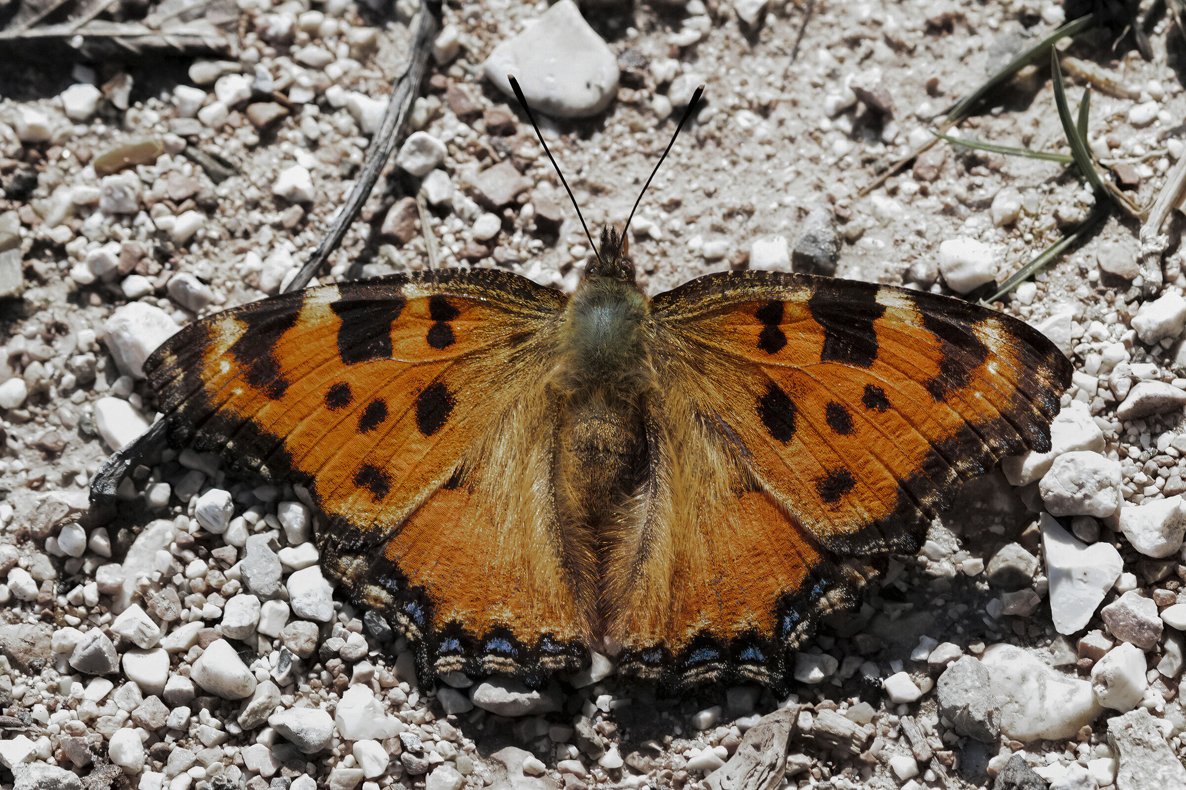 Nymphalis polychloros