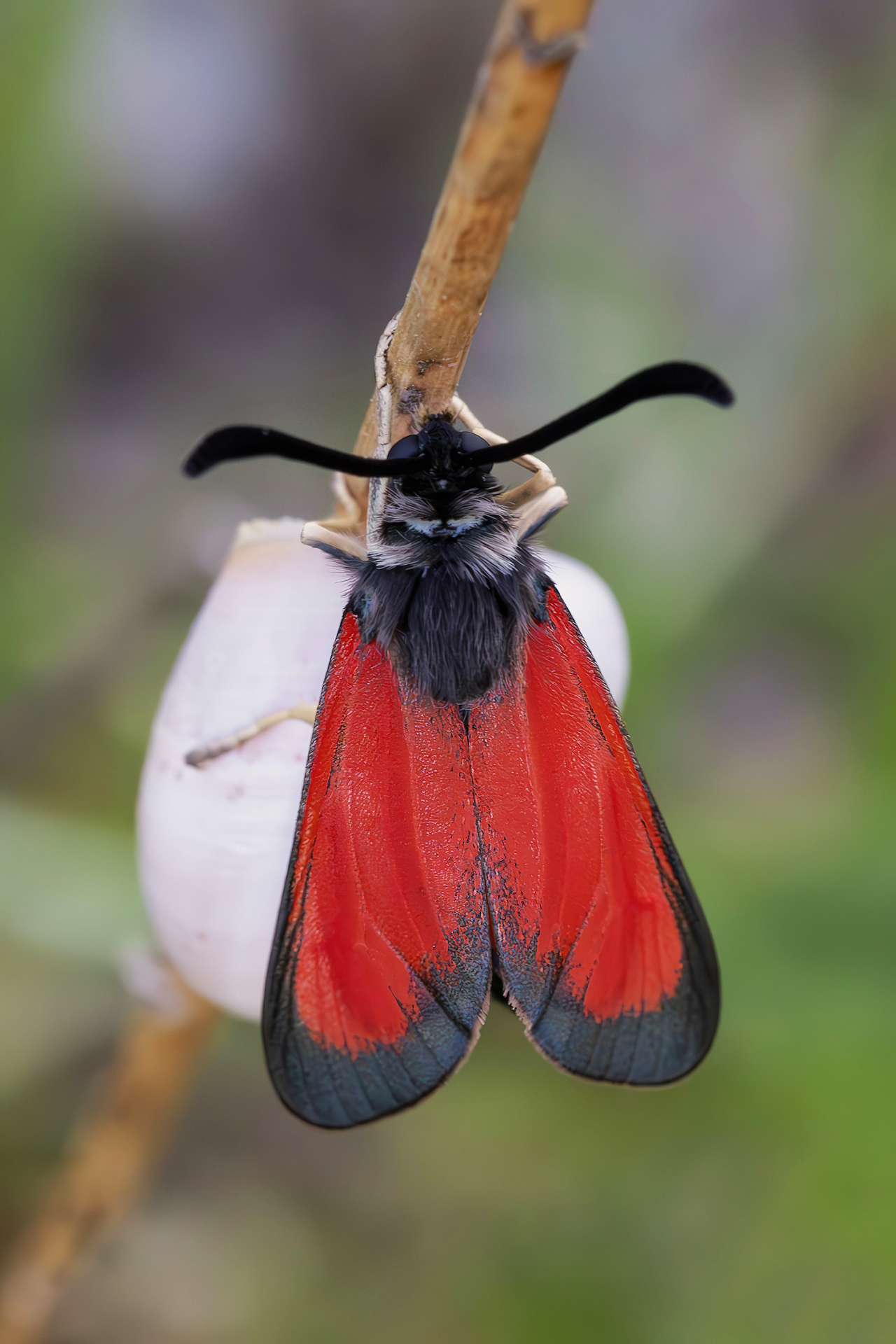Zygaena (Mesembrynus) rubicundus