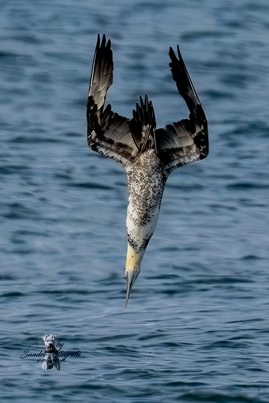 La sula bassana (juv)