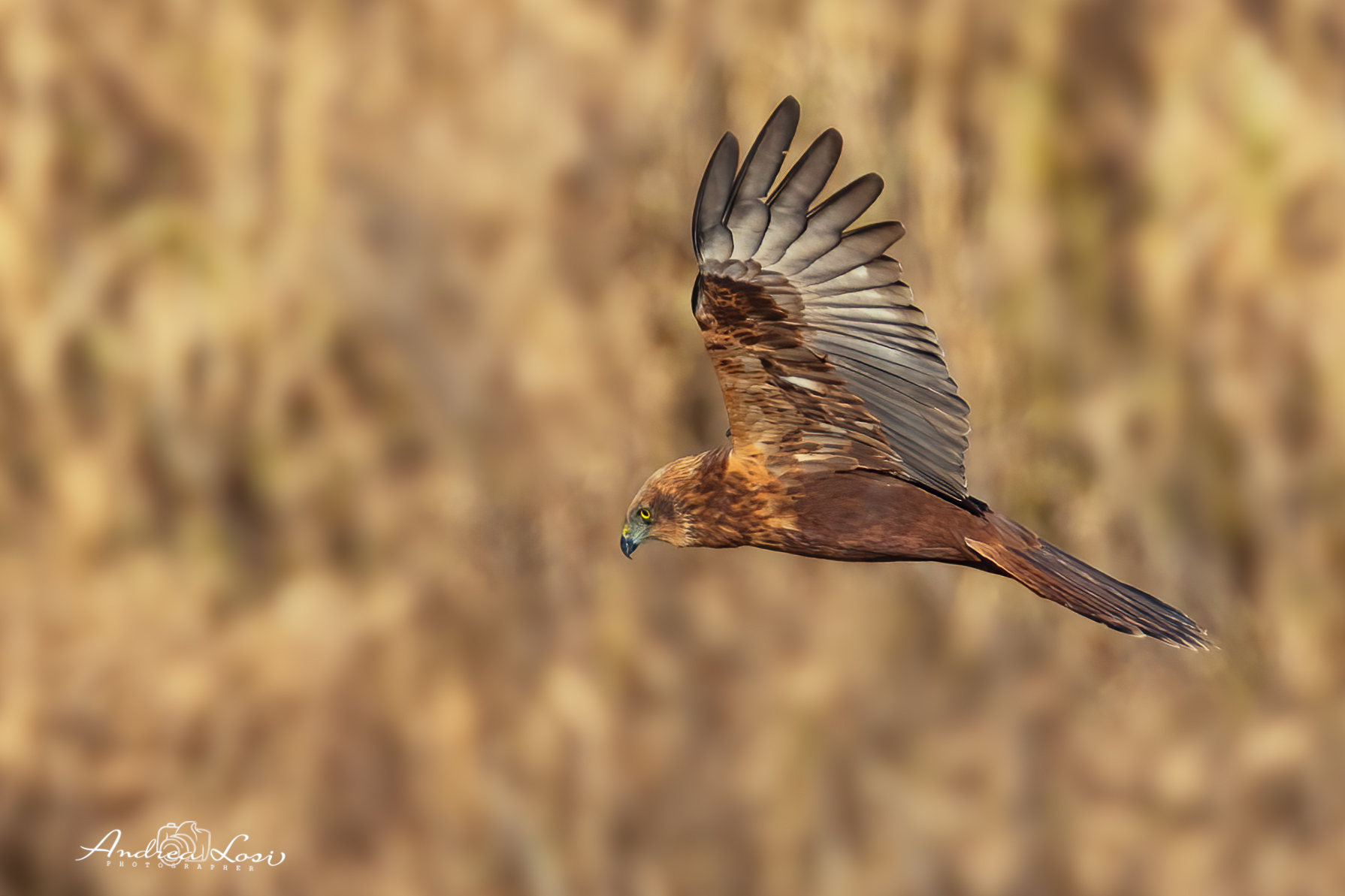 Falco di palude,Paludi e canneti sono il suo regno.