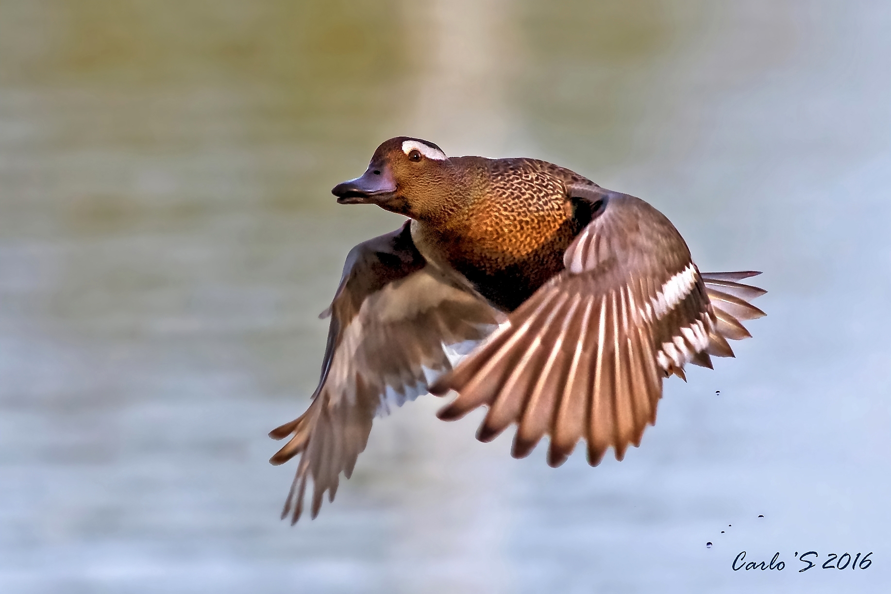 Garganey