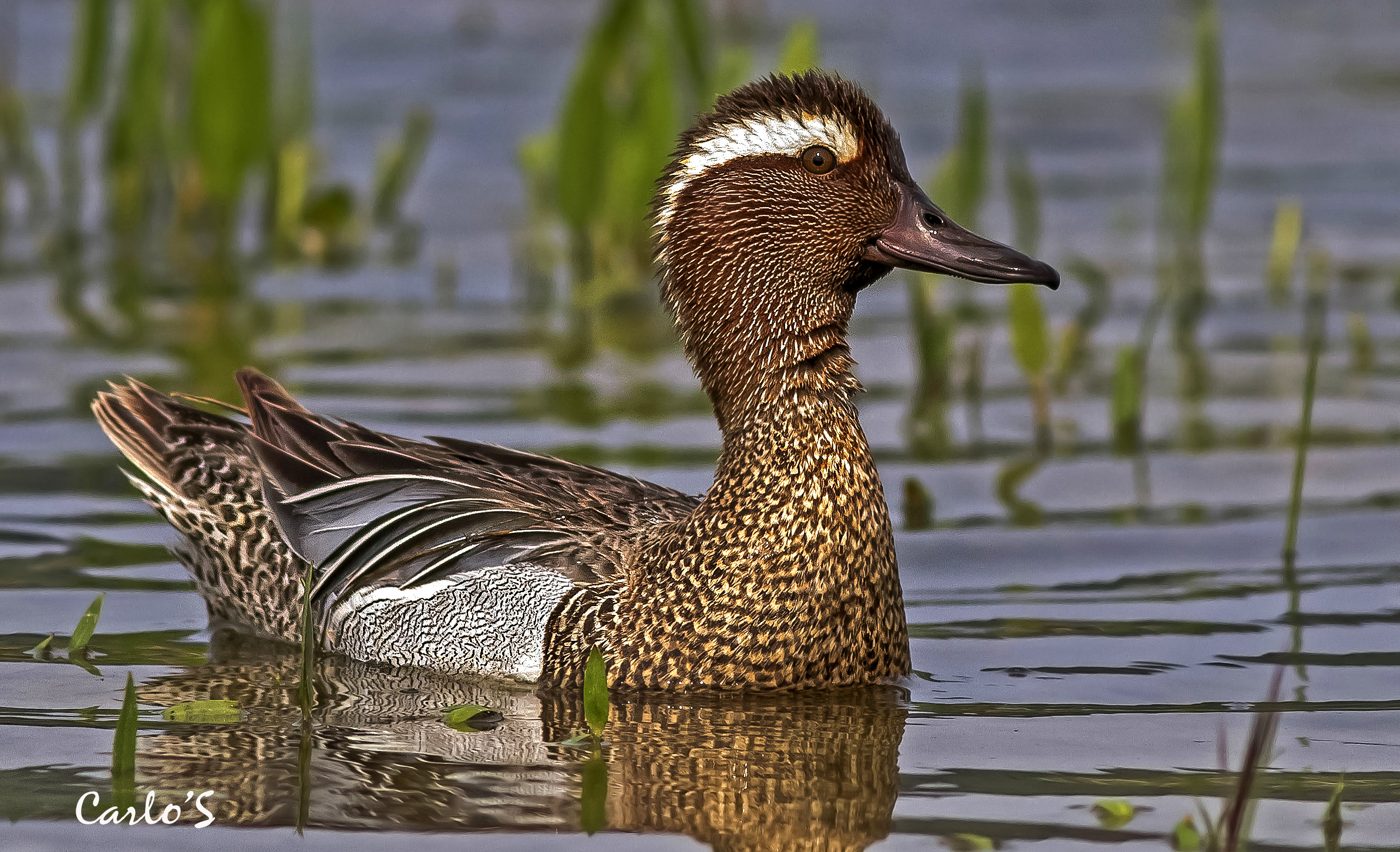 Garganey