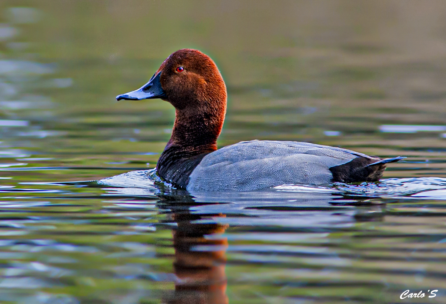Pochard