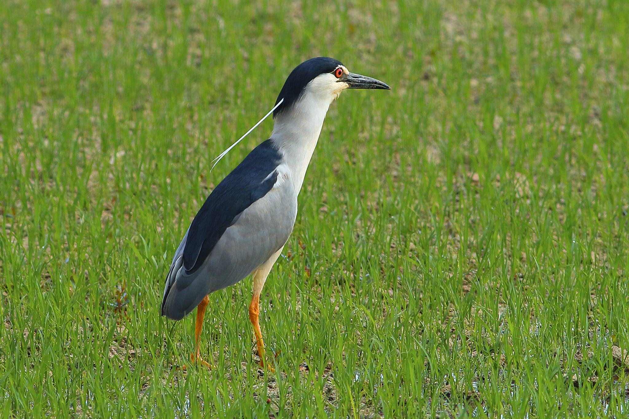 Night Heron