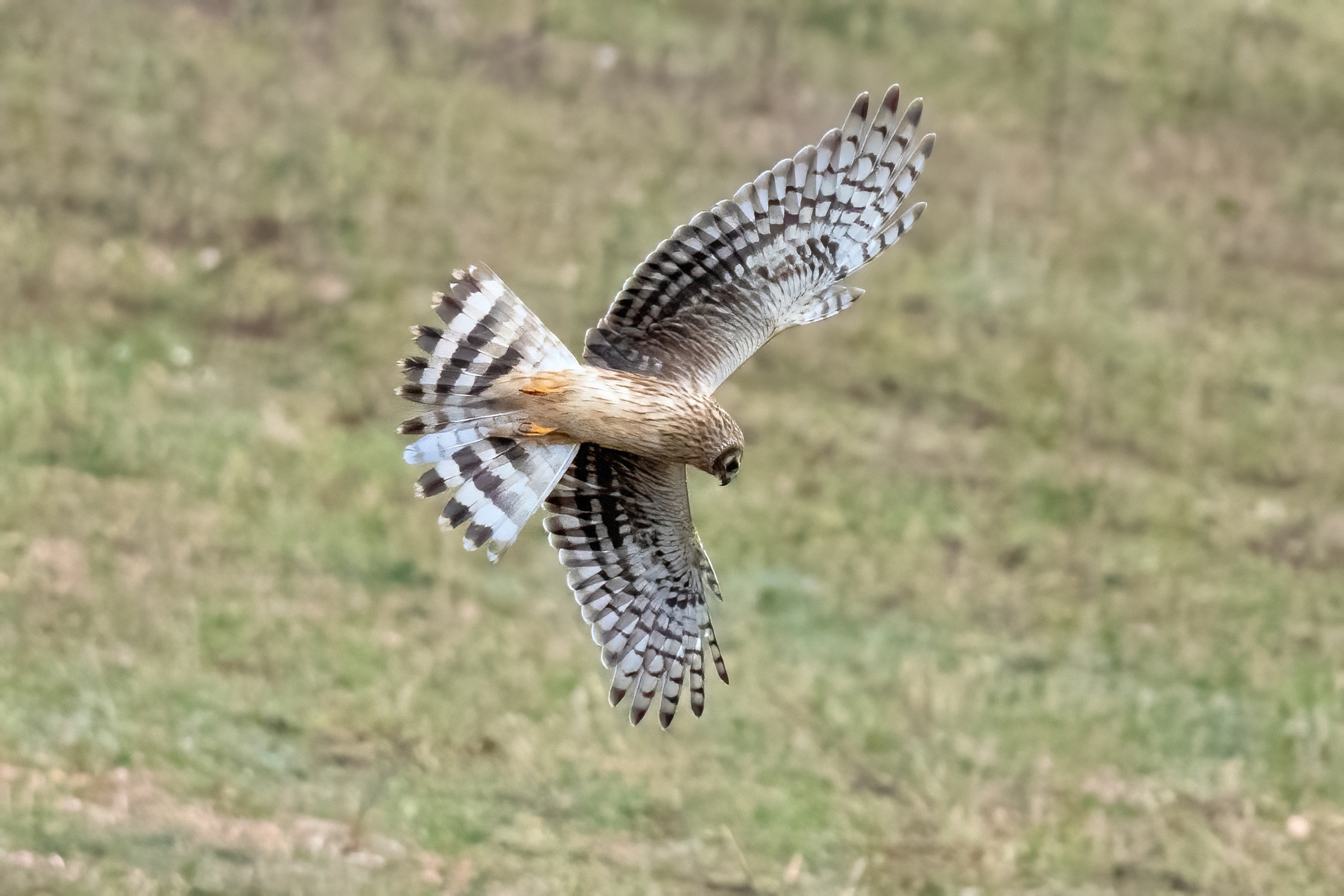 Hen Harrier (Circus cyaneus) female