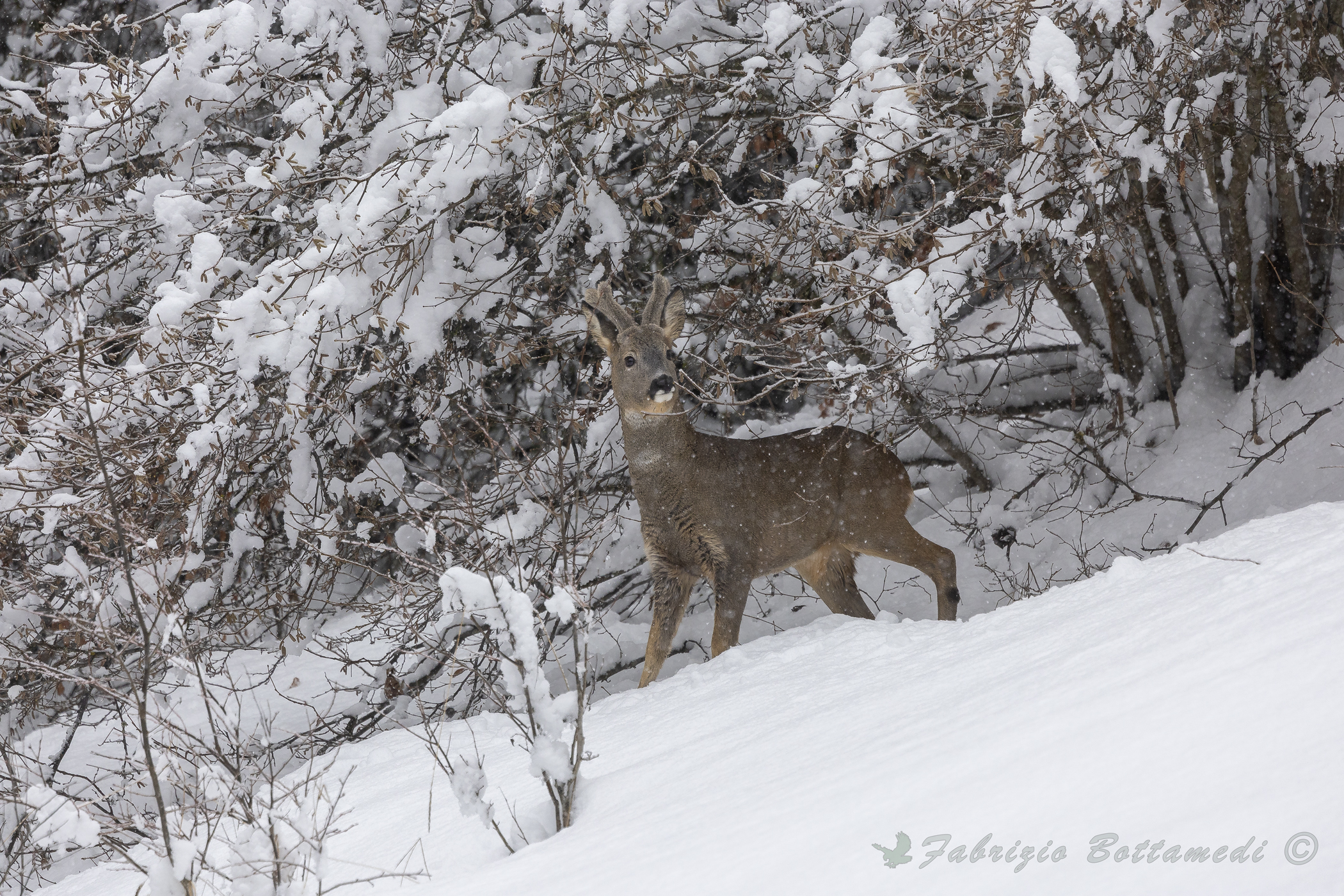 Il capriolo e la neve !