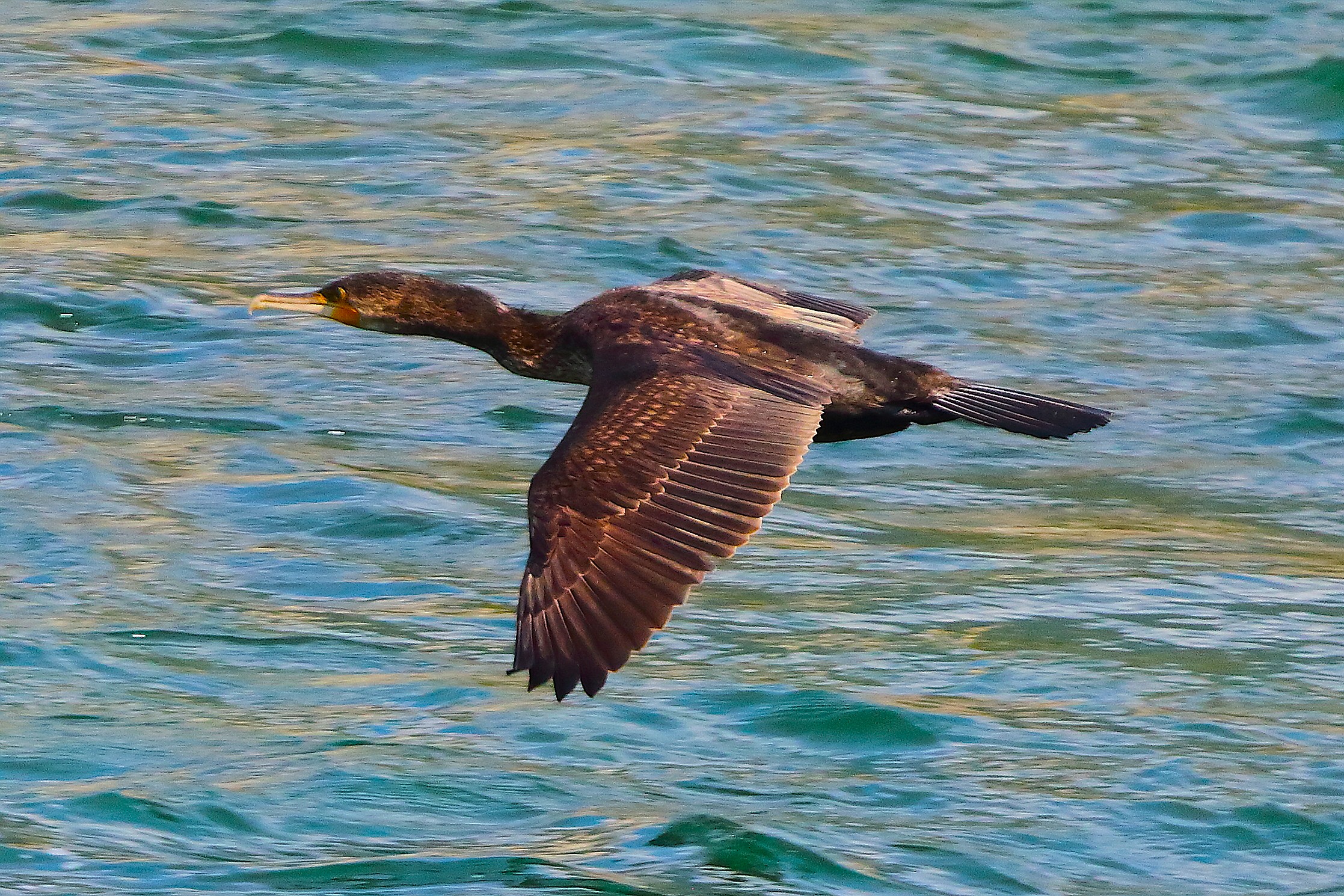 Cormorano 16 settembre 2025 - 0087