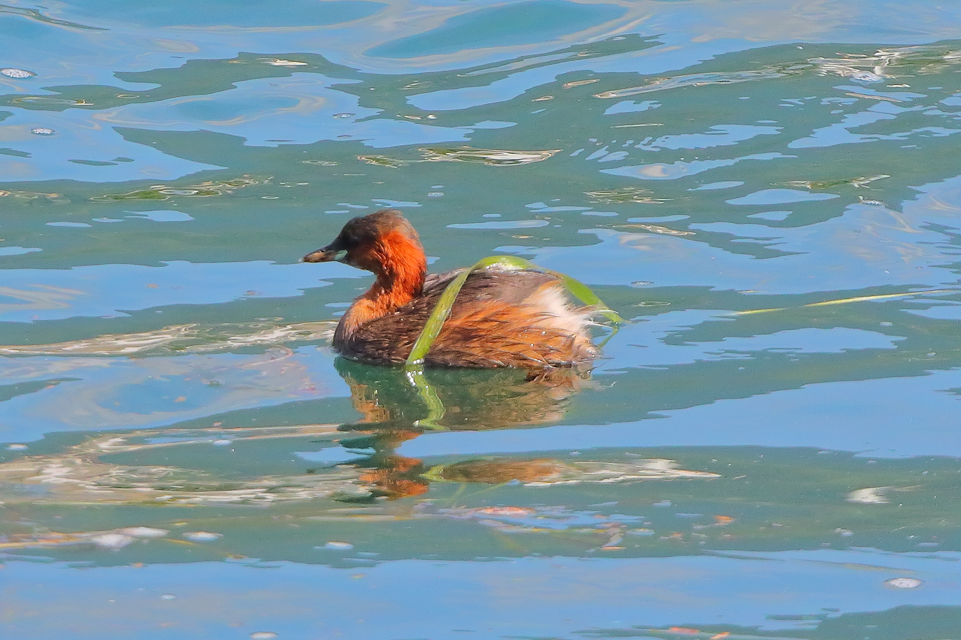 Little Grebe September 16, 2025 - 0103