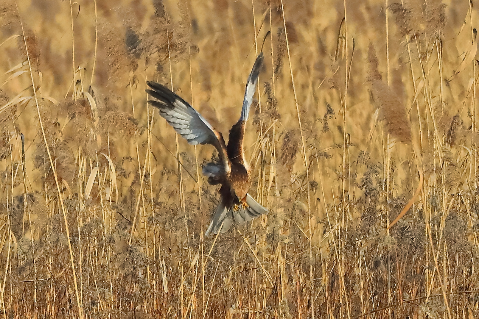 Falco di palude 21 gennaio 2022 - 0107
