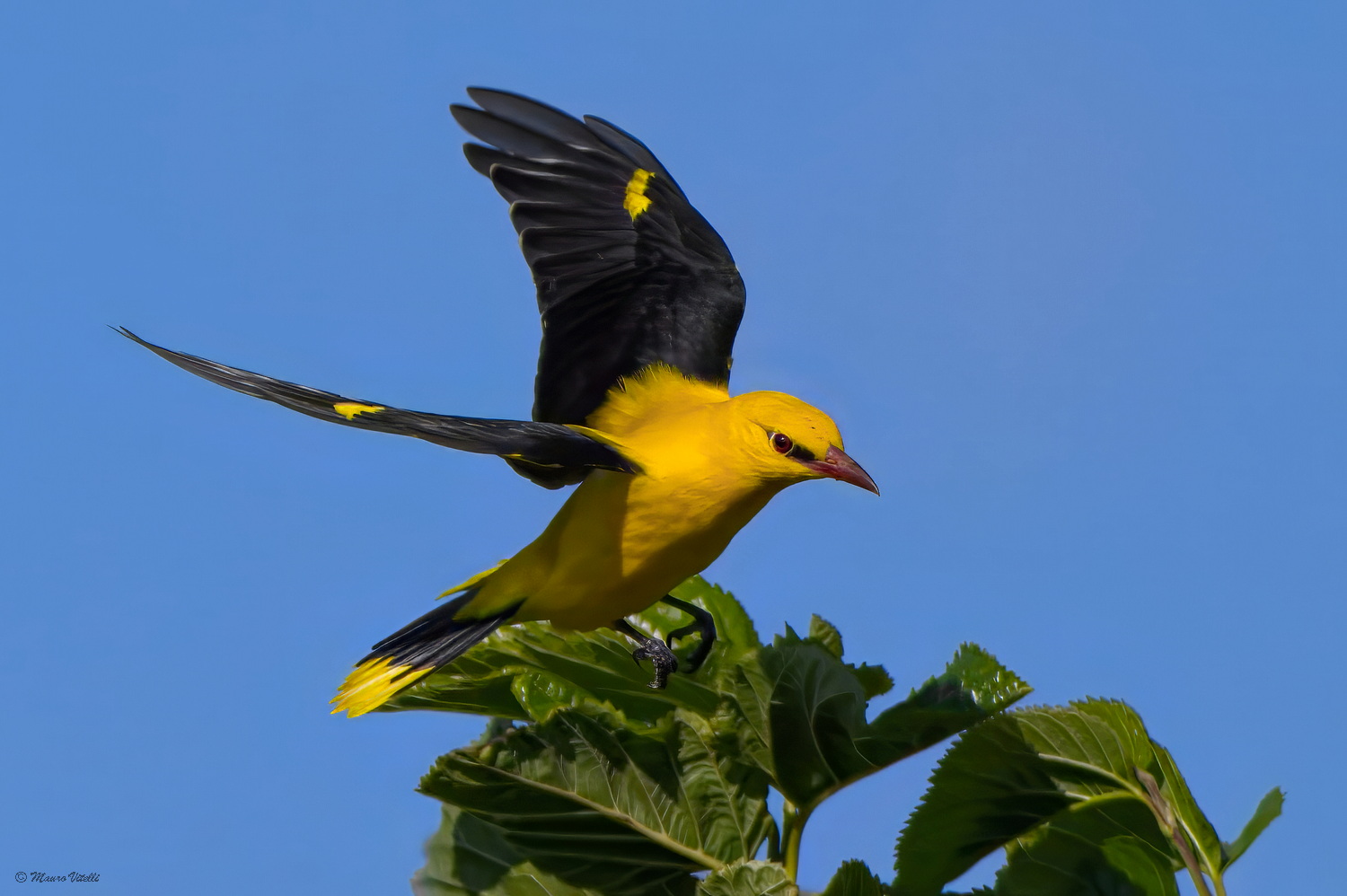 Golden Oriole (Oriolus oriolus)