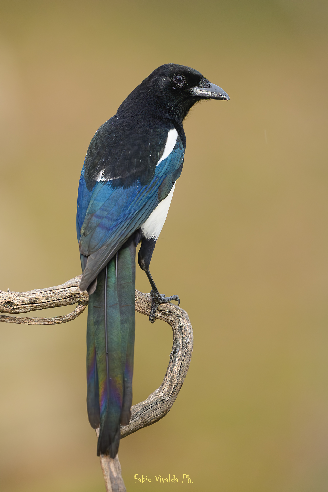 Magpie posing
