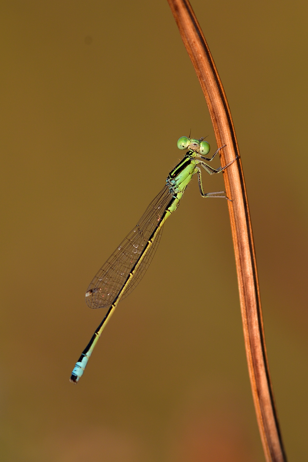 Libellula