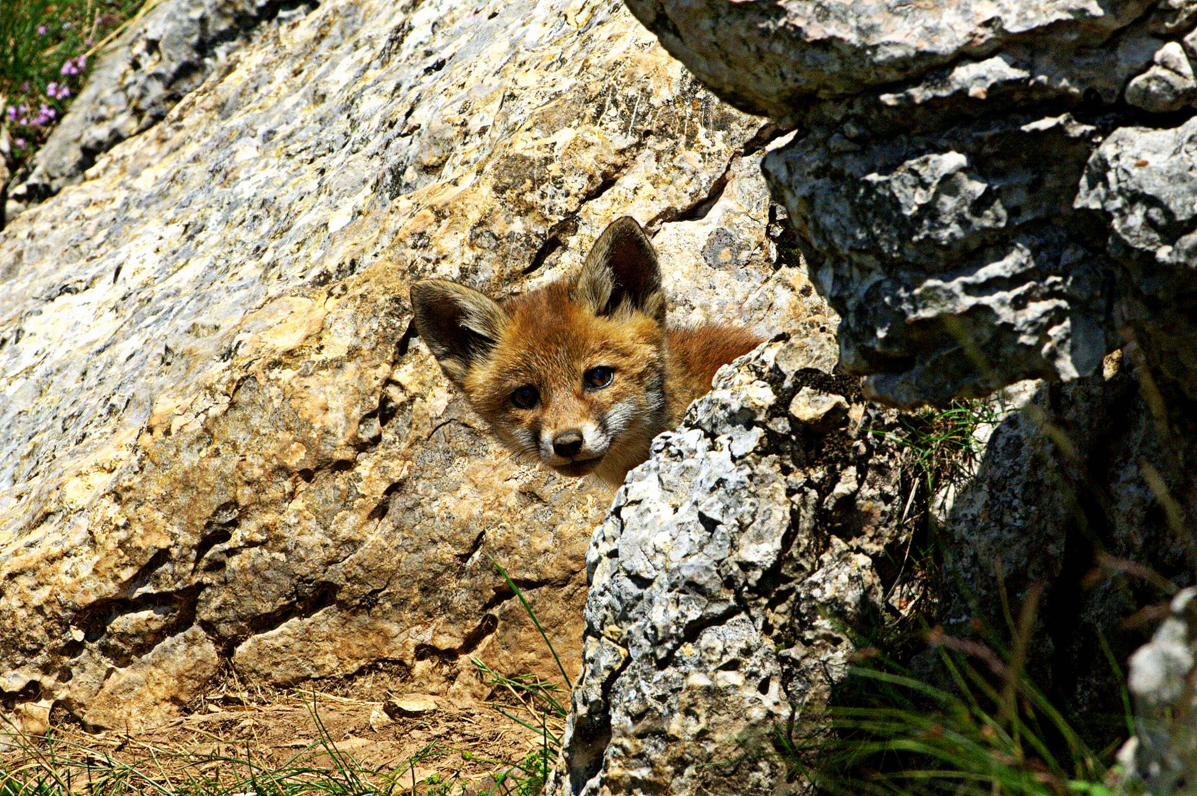 Baby fox