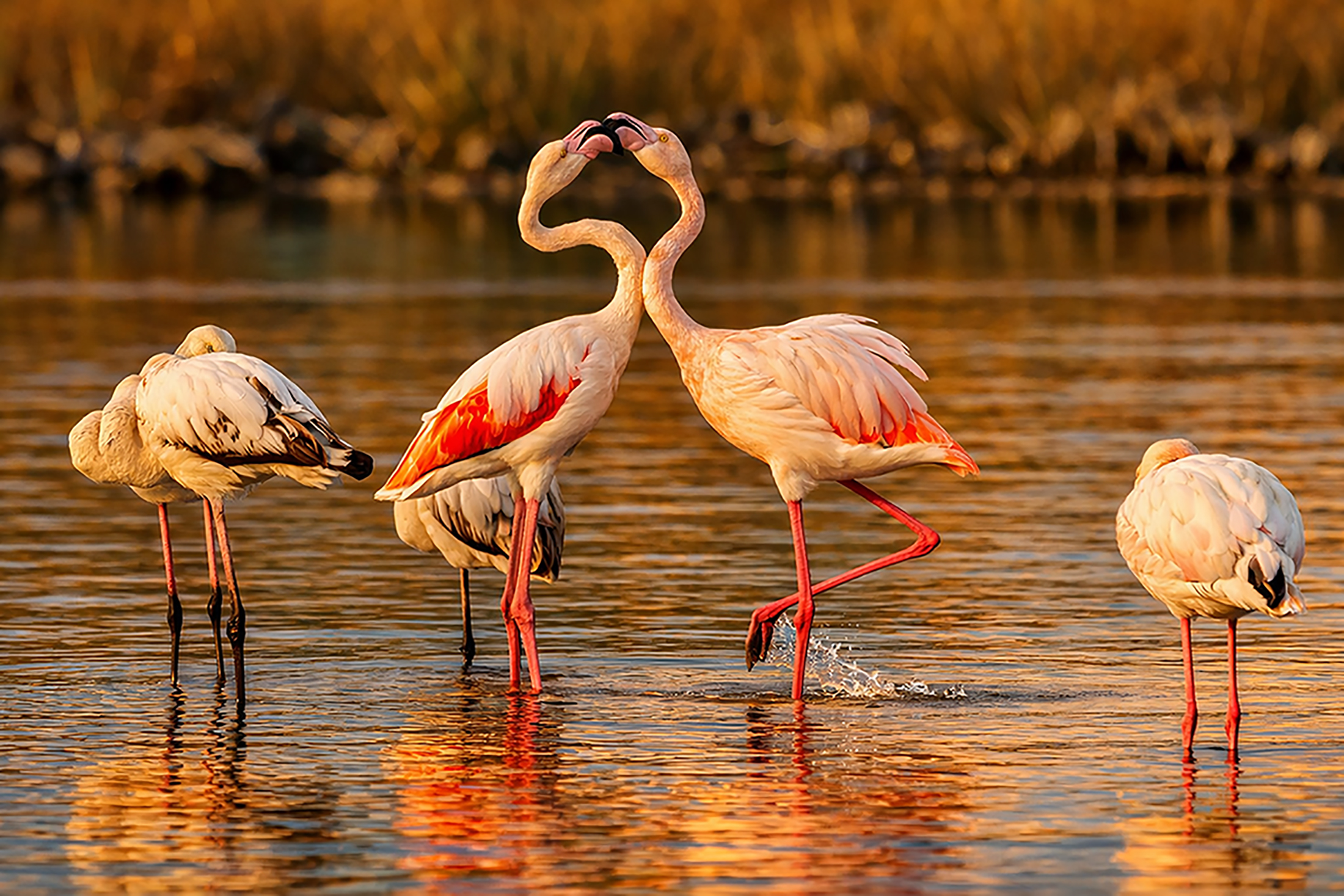 Flamingos in love
