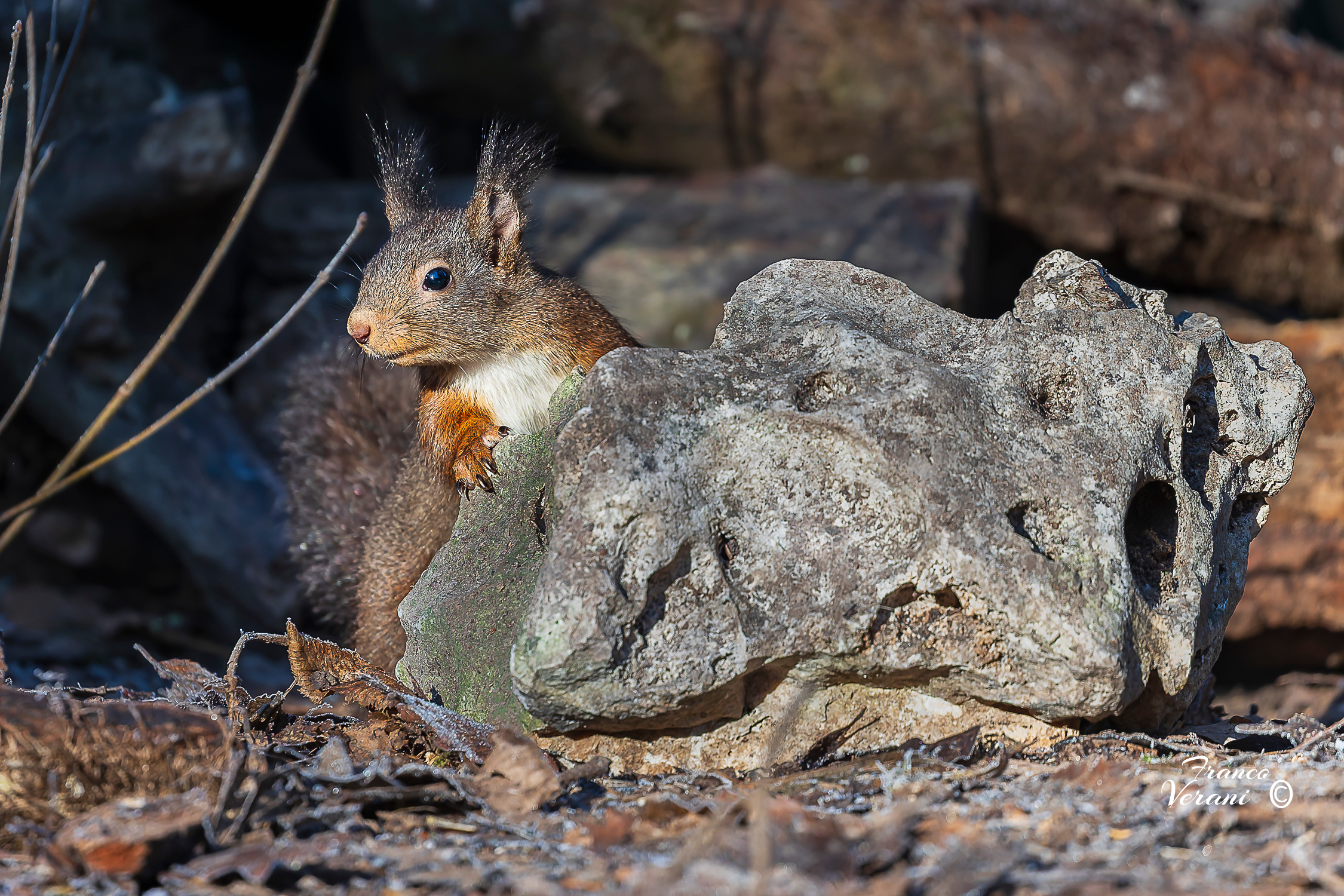 European Squirrel