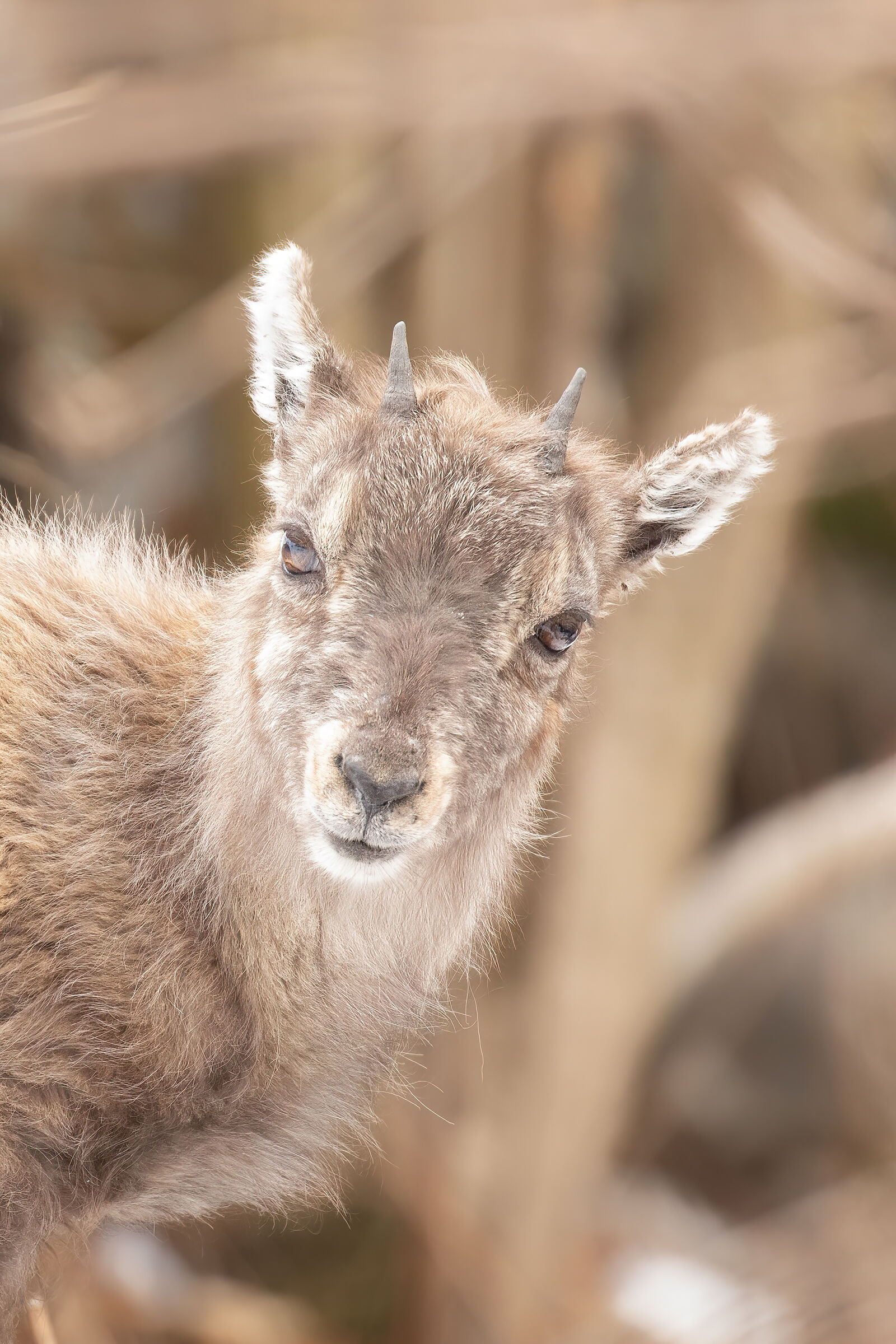 Young ibex