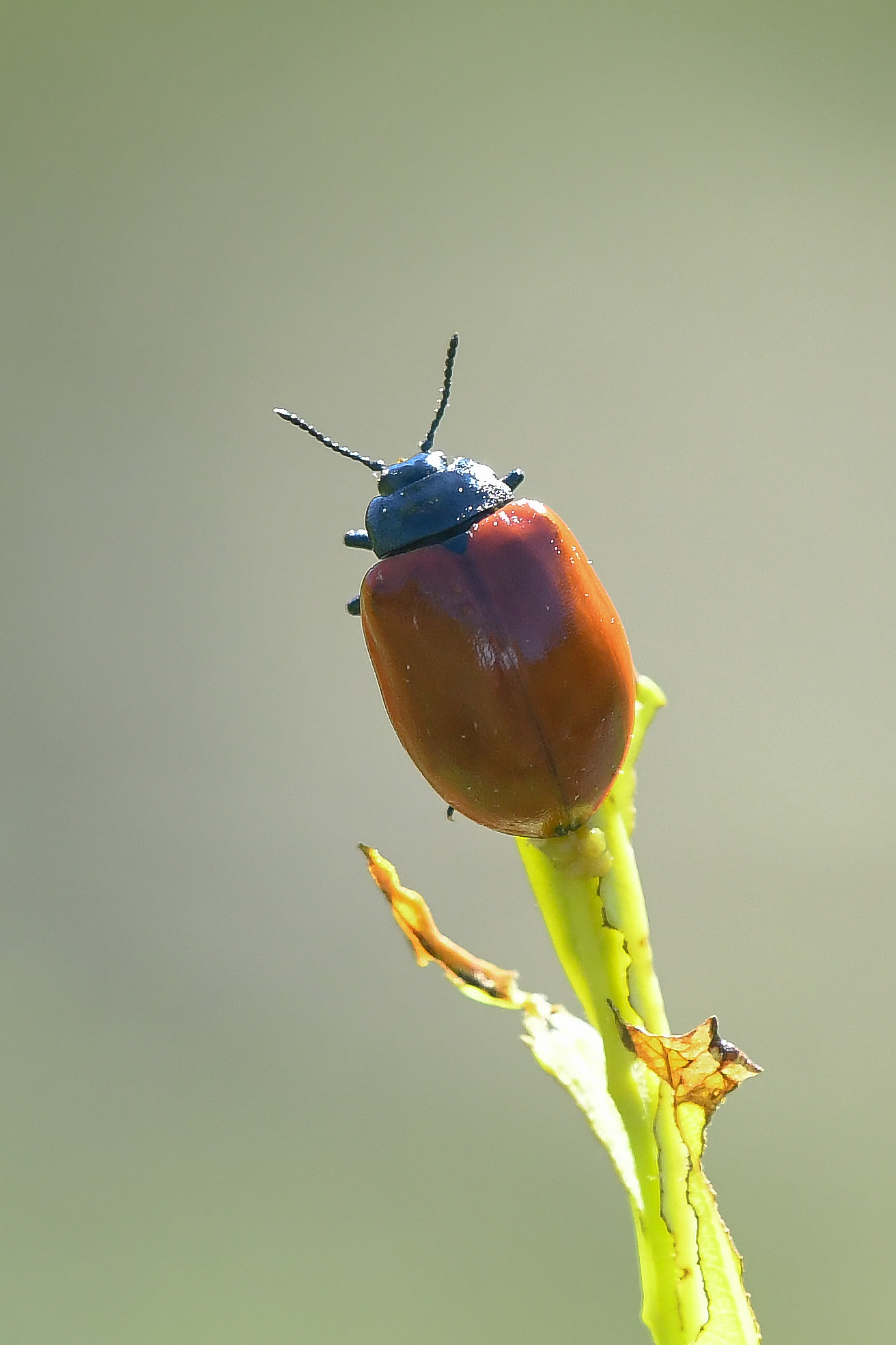 Poplar chrysomela (Chrysomela populi)