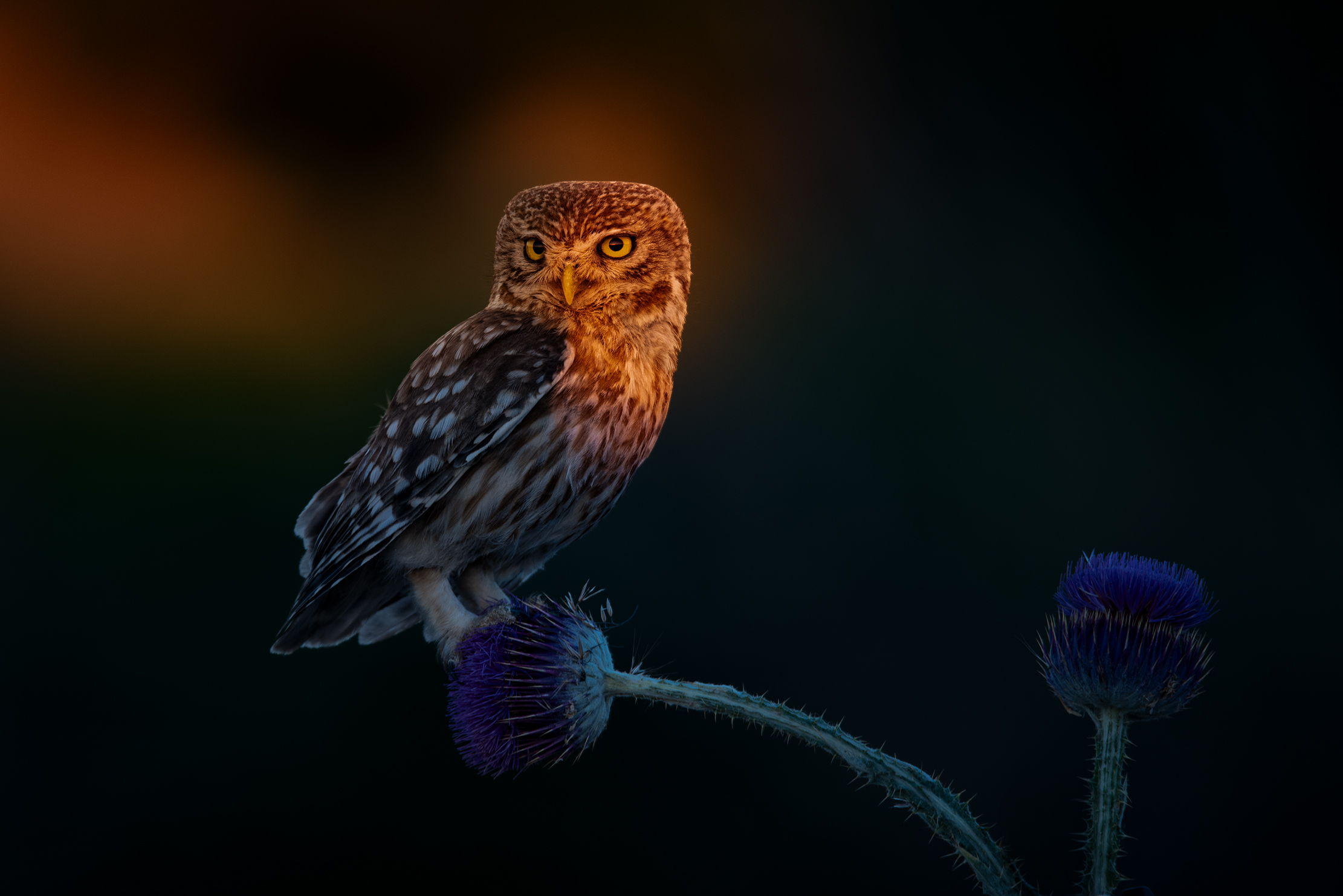 Little owl
