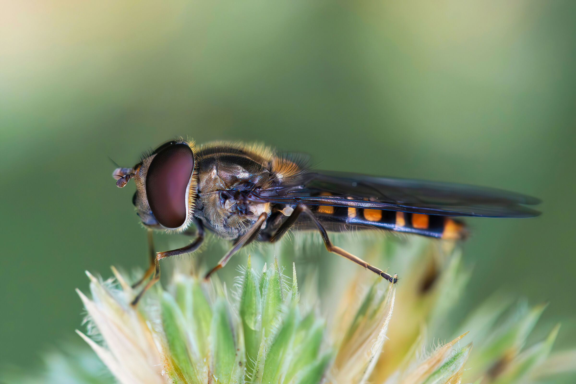 Episyrphus balteatus