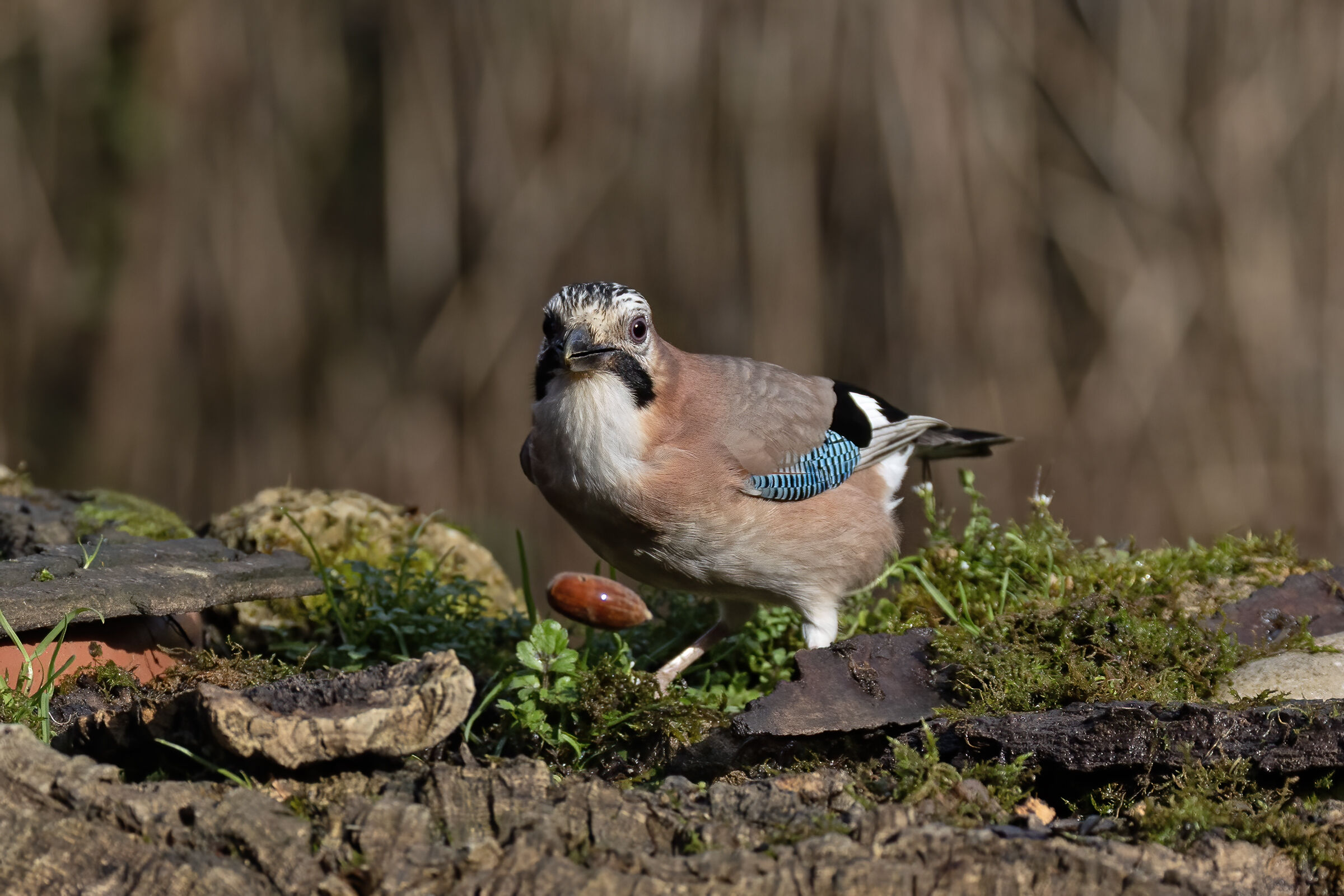 Jay
