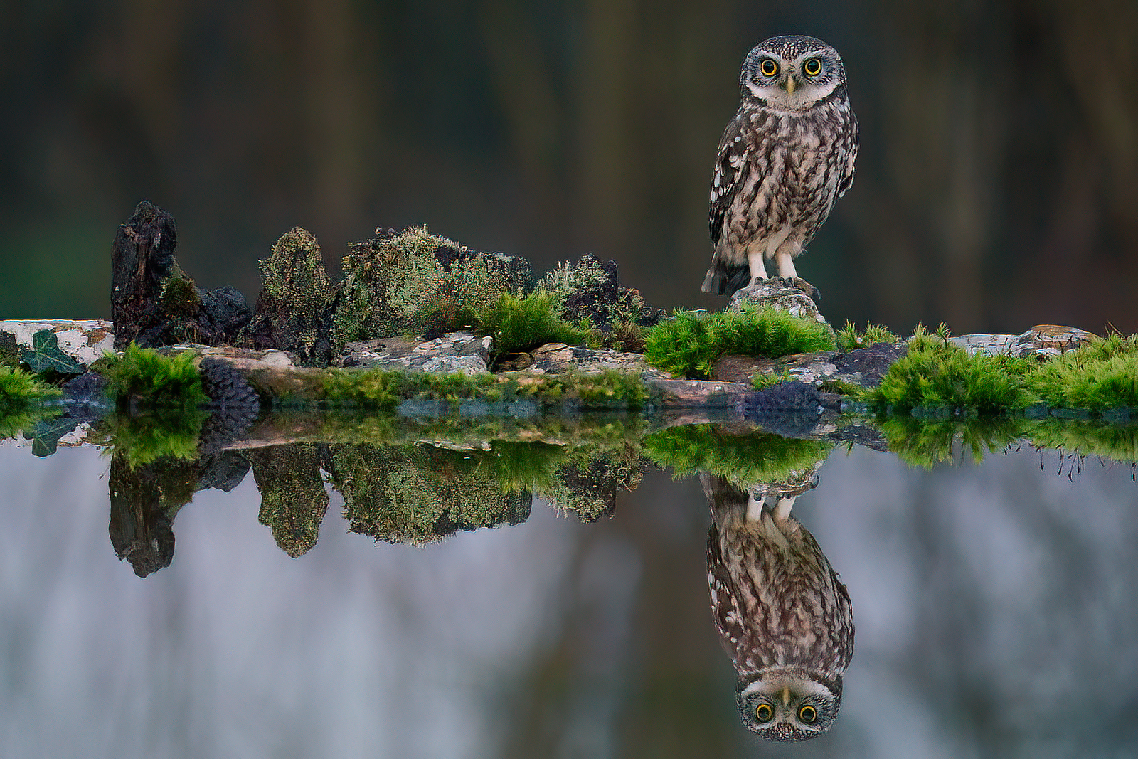 owl