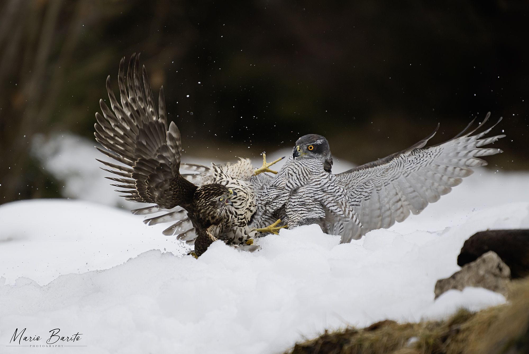 Goshawks