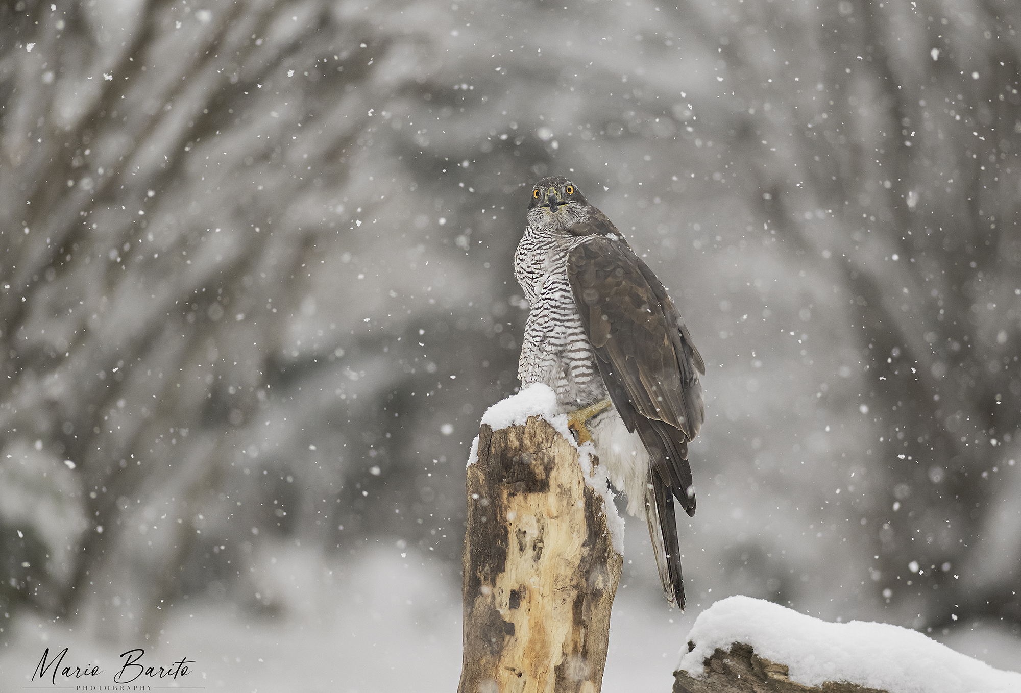 Goshawk