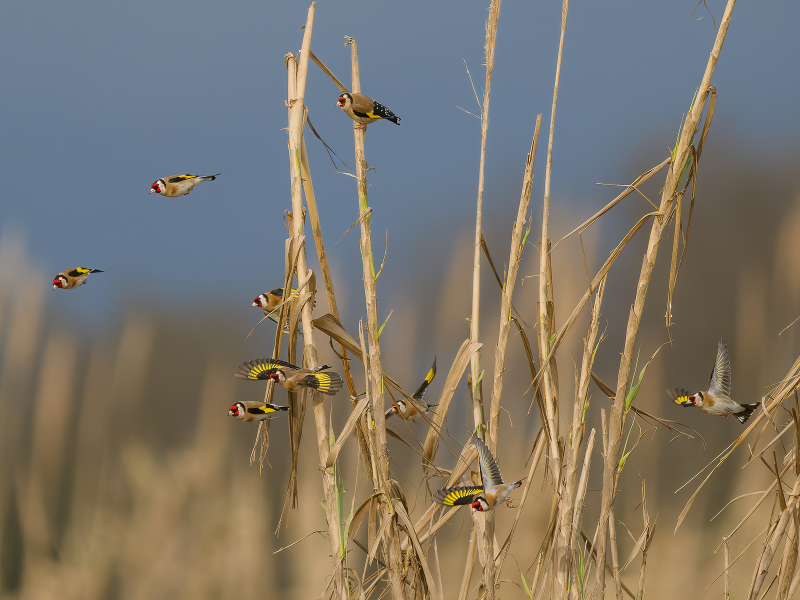 Goldfinches in flight