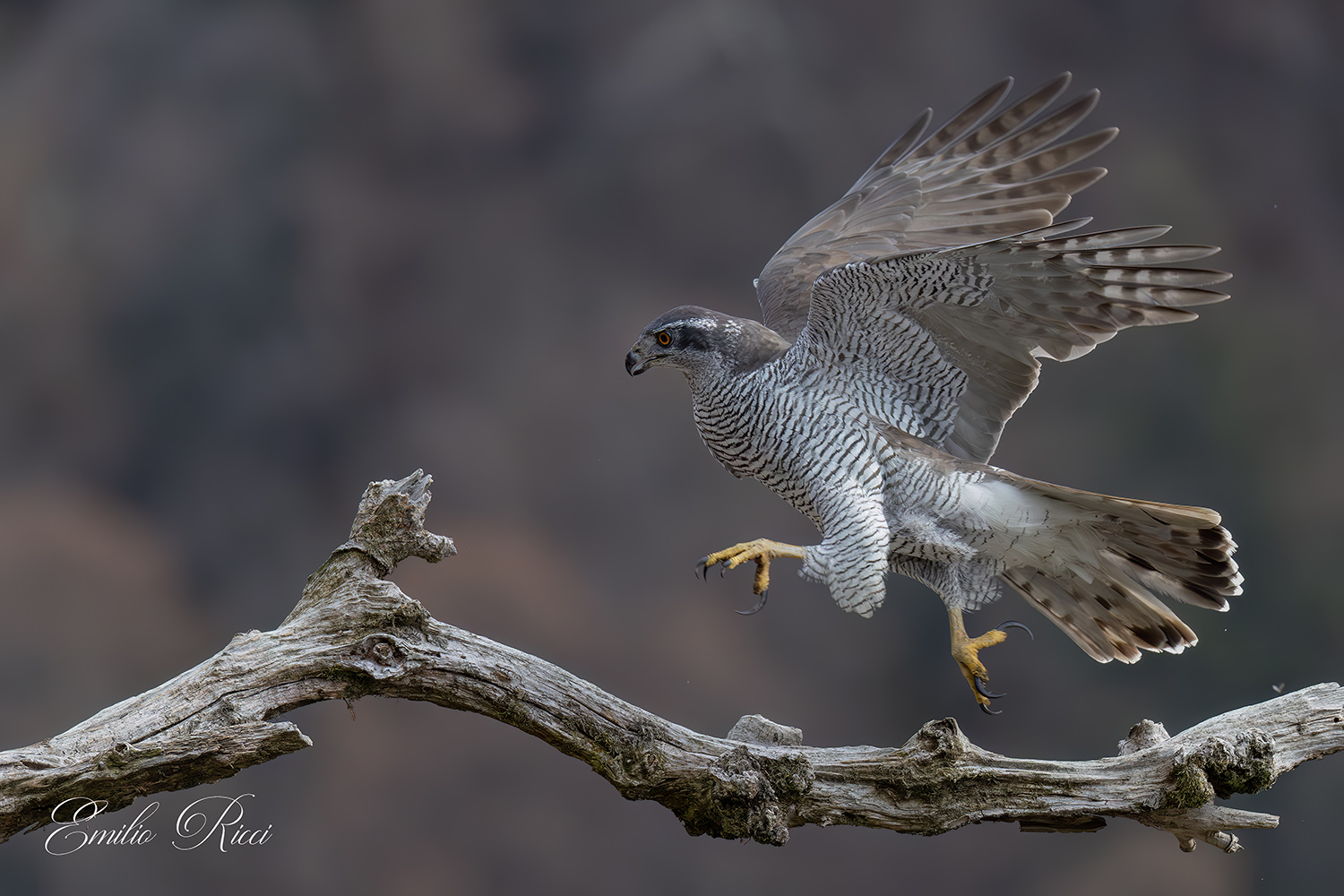 Goshawk