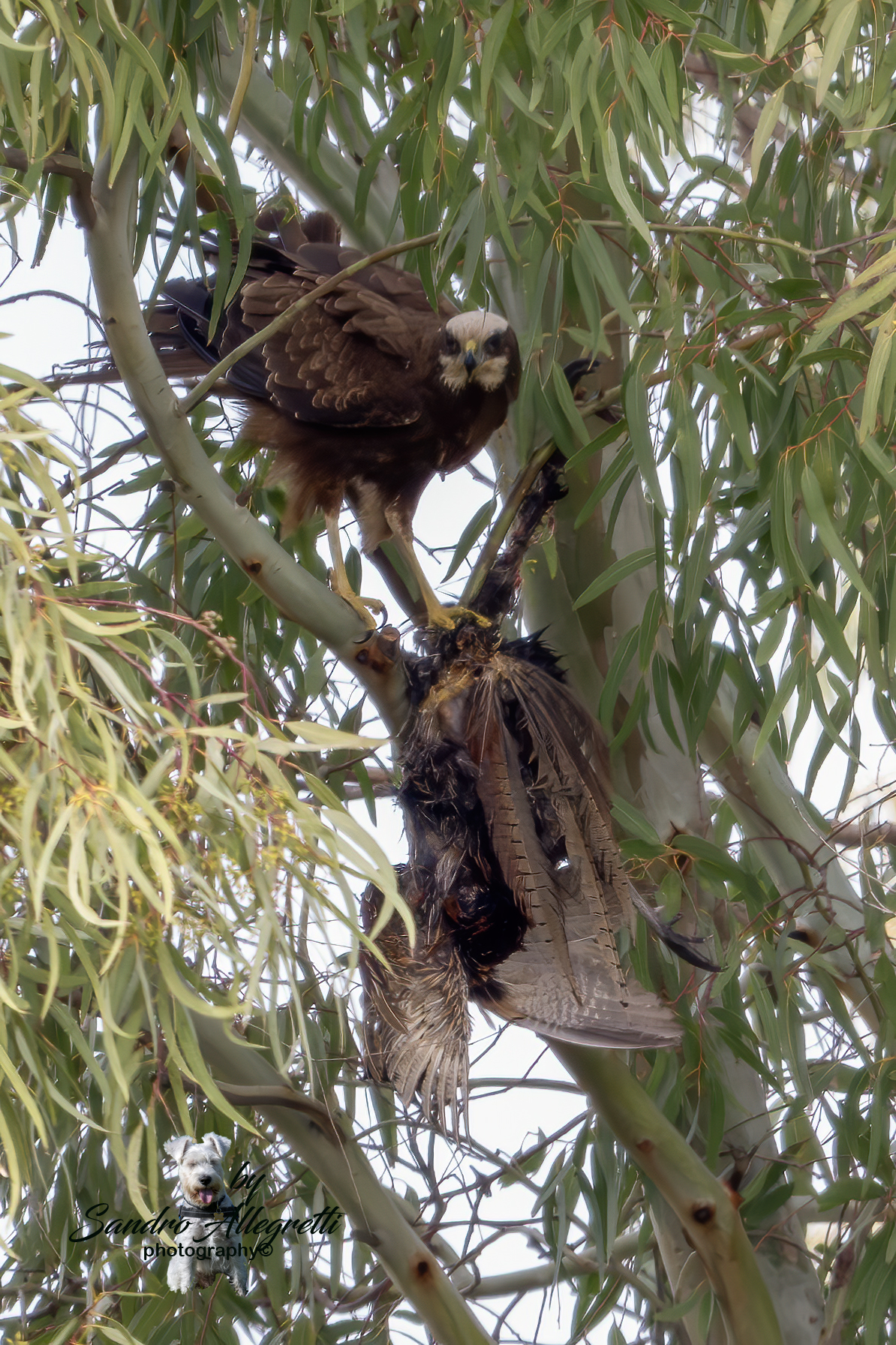 Il falco di palude (Circus aeruginosus)
