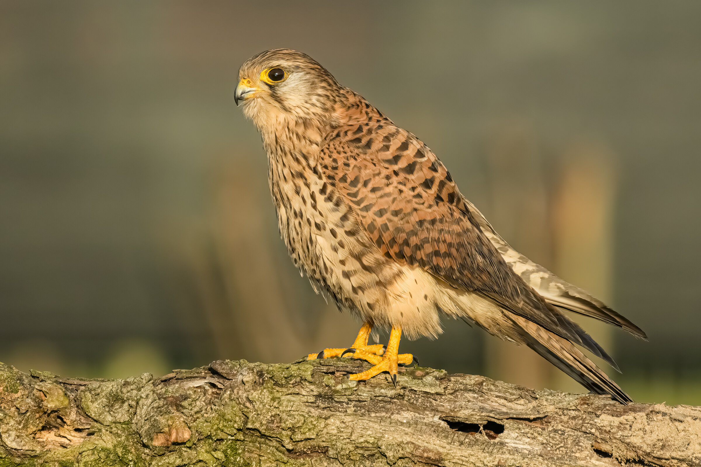 Kestrel
