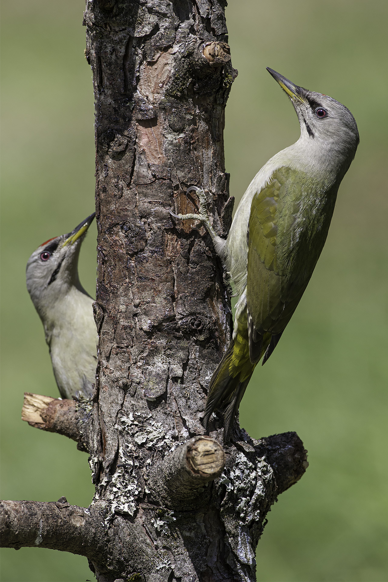 Grey woodpecker couple