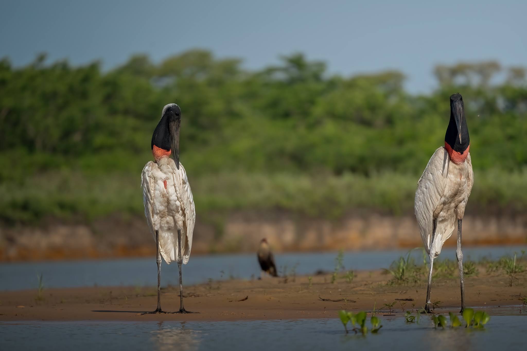 Jabiru