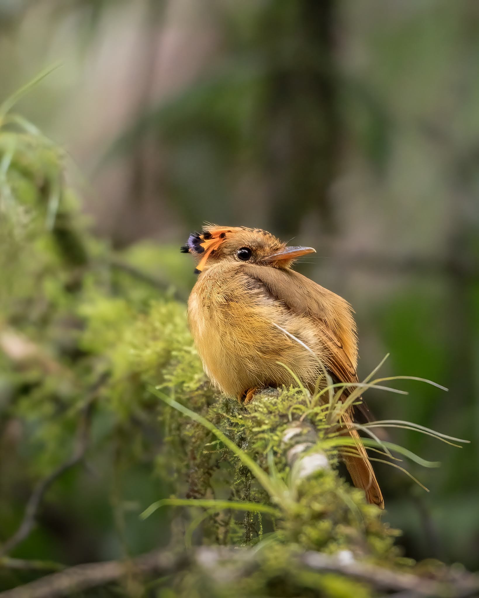 Royal flycatcher